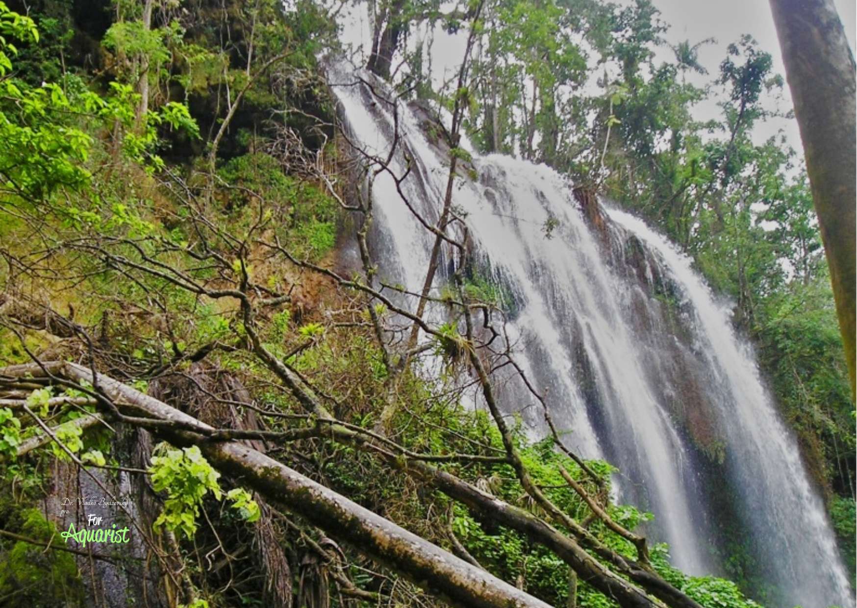 The Tamasopo waters are one of the known localities where X. montezumae occurs.