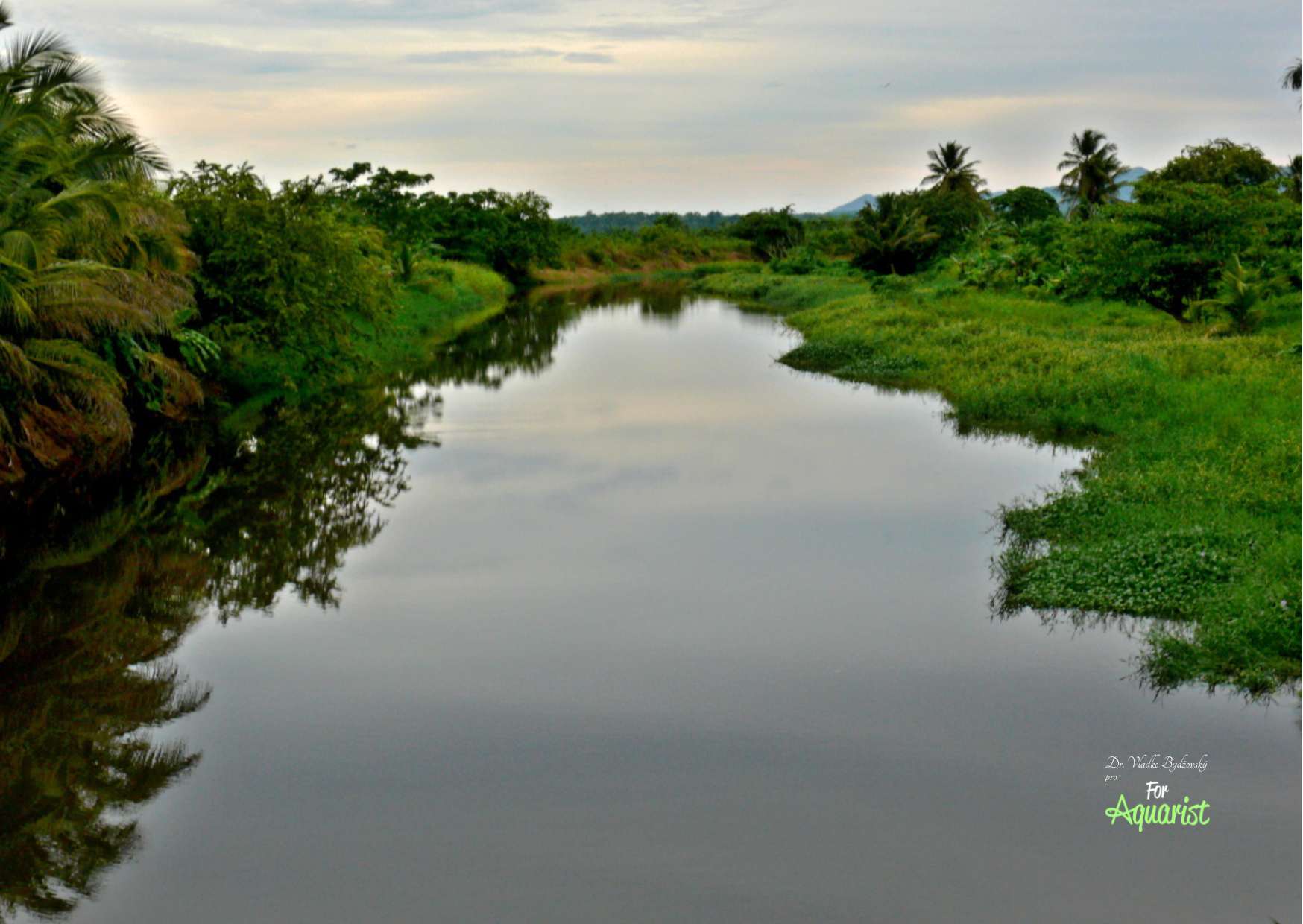 In Mexico, there are many waters where a wide variety of swordtails live.
