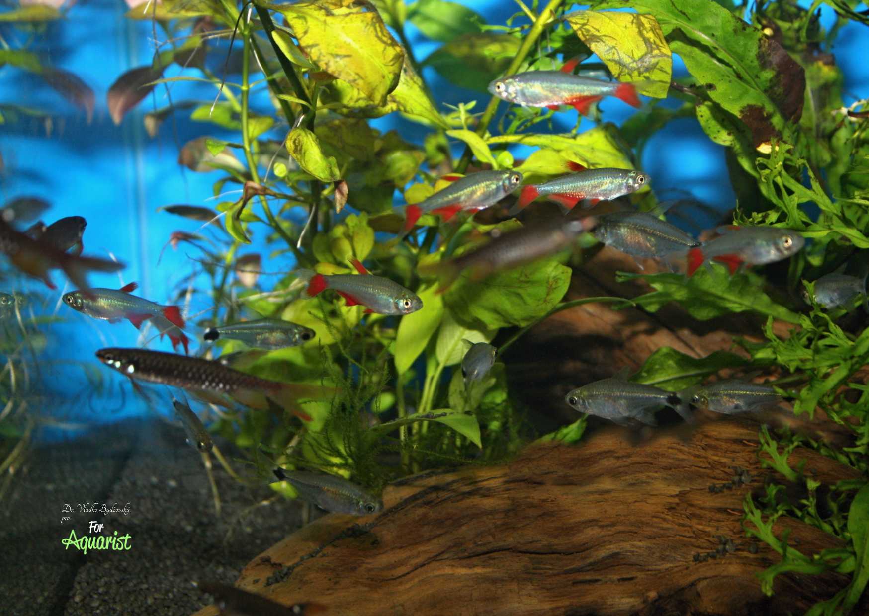 One less common option is to keep glowlight tetras in community aquariums, here even with bloodfin tetras (Aphyocharaxanisiitsi) and splashing tetras (Copellaarnoldi).
