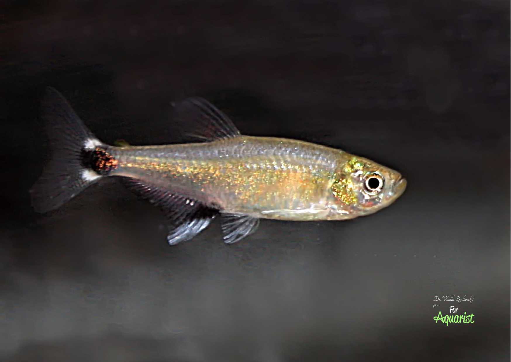 A male glowlight tetra.