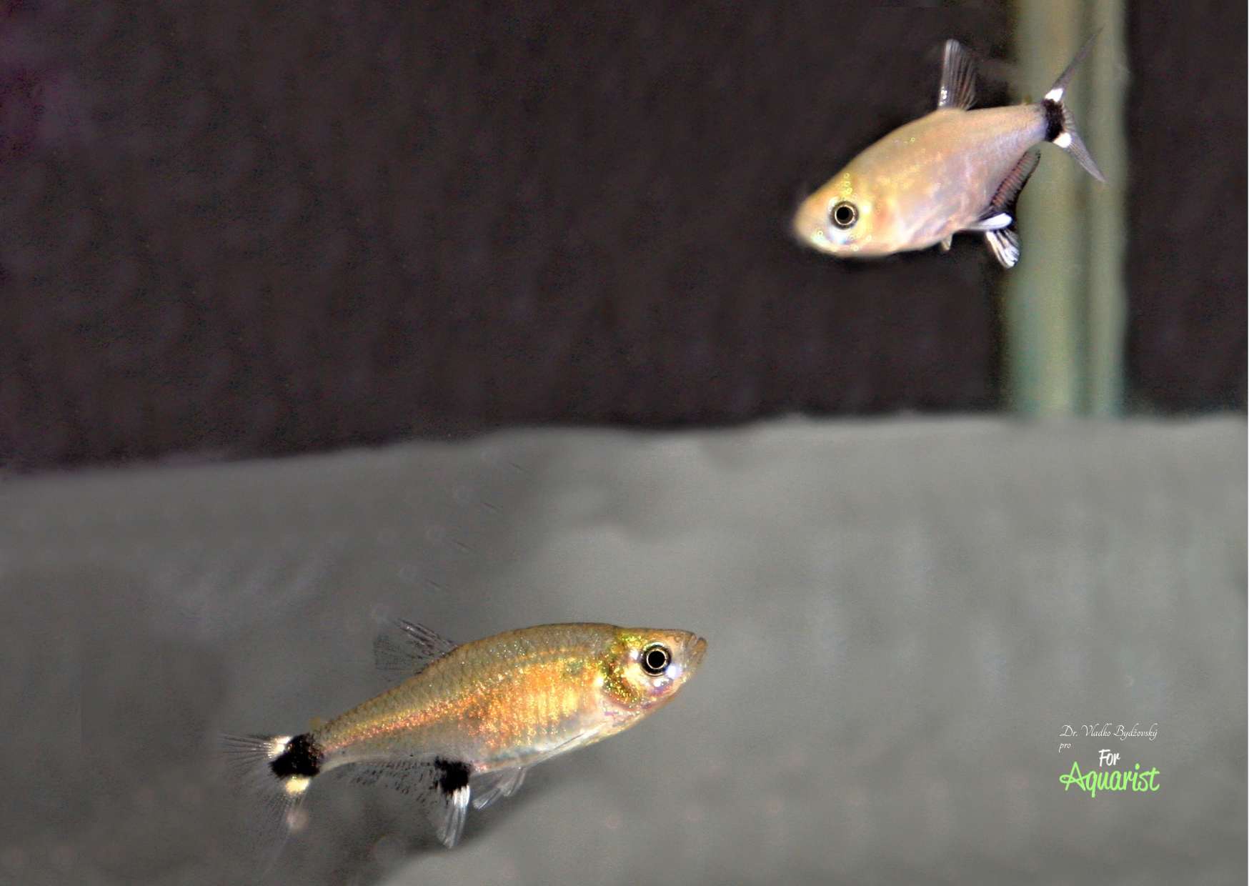 The male at the top is courting the young female at the bottom of the picture.