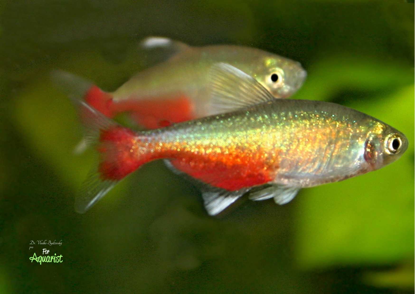 The Rathbun's tetra (Aphyocharaxrathbuni) is probably the most difficult tetra to breed from the genus Aphyocharax.