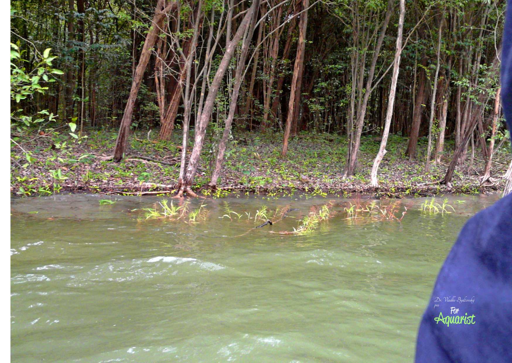 Like most tetras, the glowlight tetra also lives in the coastal zones of rivers, where the water is shallower and, most importantly, the current is less strong.