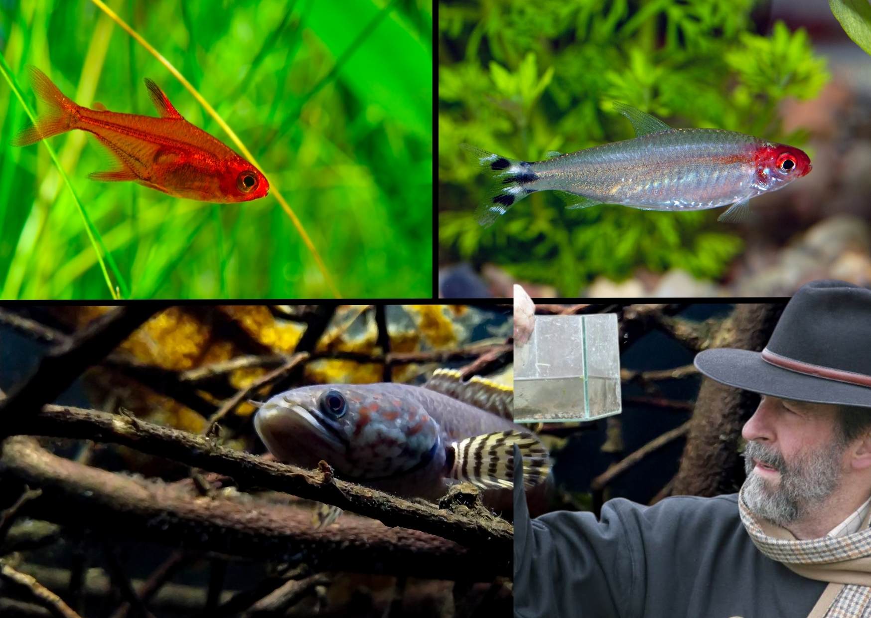 Heiko Bleher: Odkaz objevitele a průkopníka akvaristiky