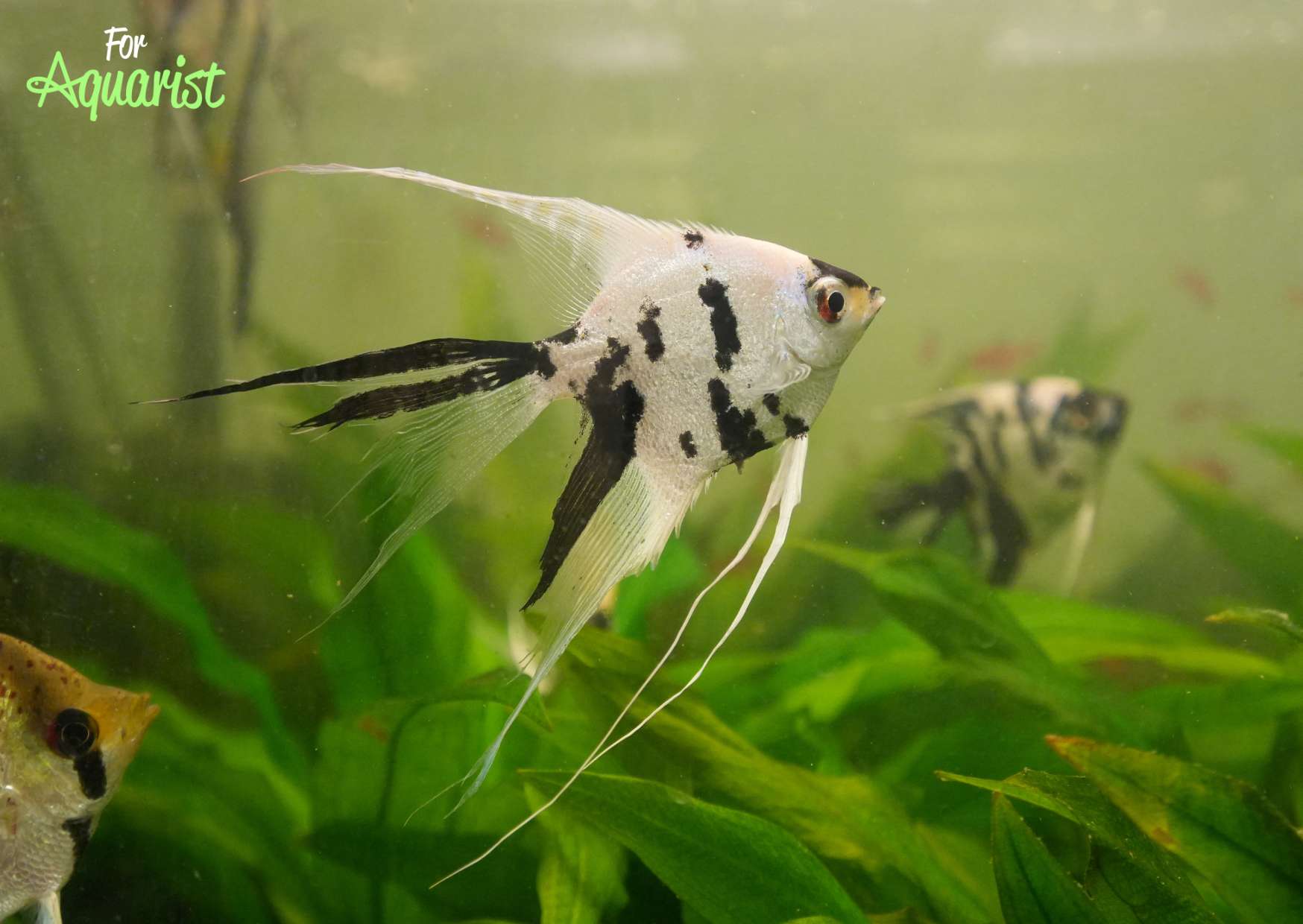 Zdeňkovy odchovy jsou nádherné