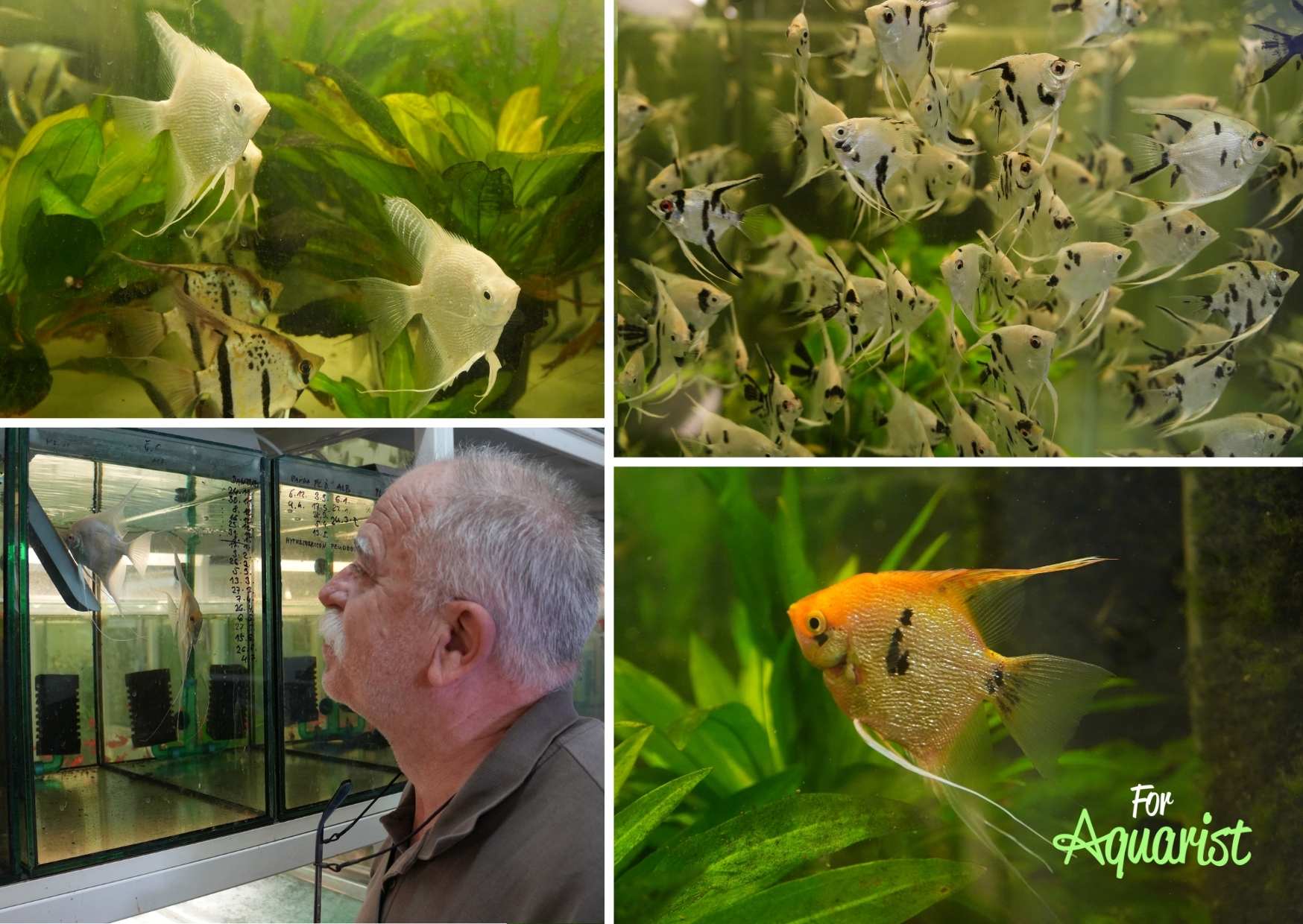 Krásné skaláry, které při hlídání jiker pozorně sleduje Pavol Sedlák