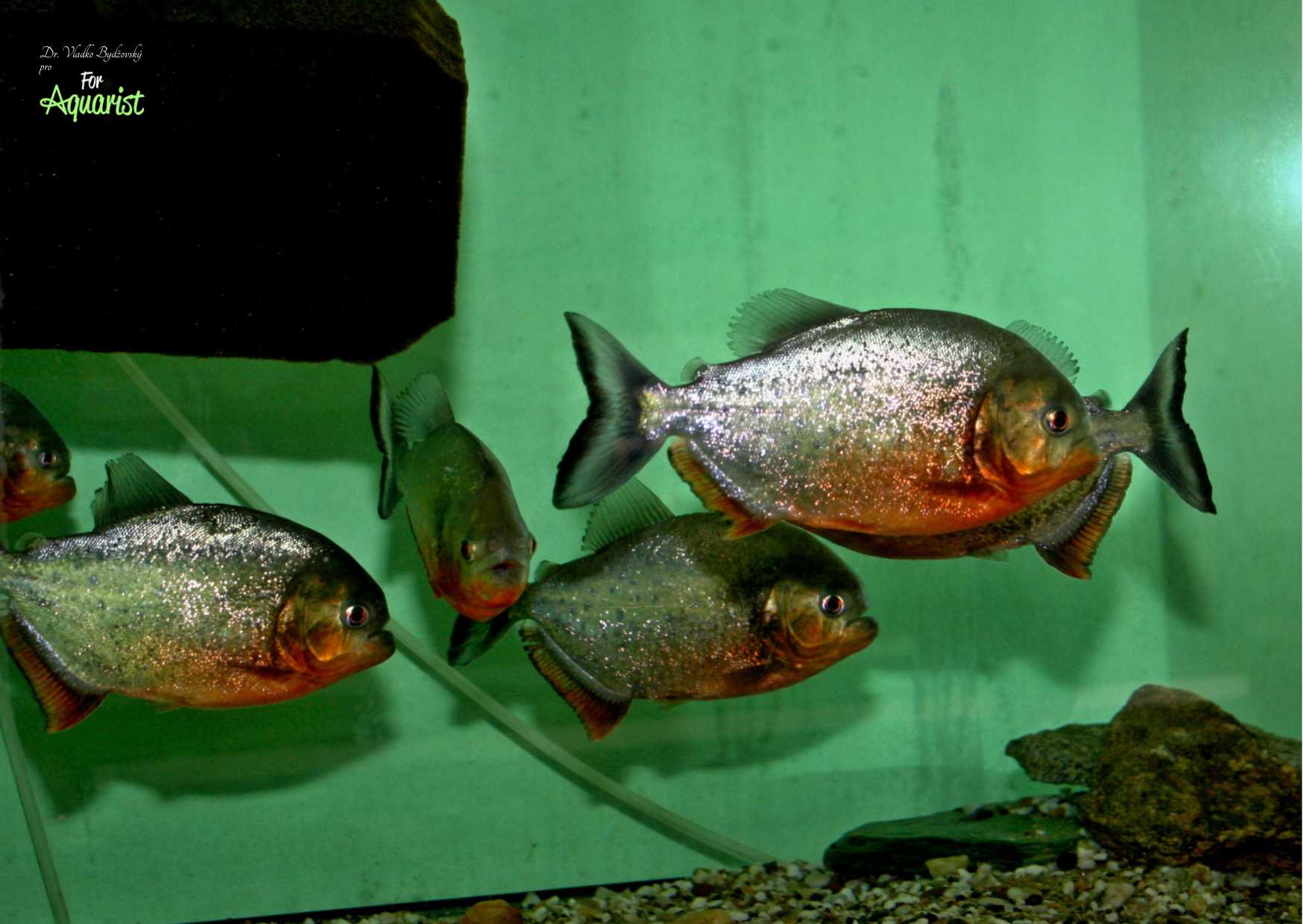 K chovu

si musíme pořídit vždy hejno piraní.