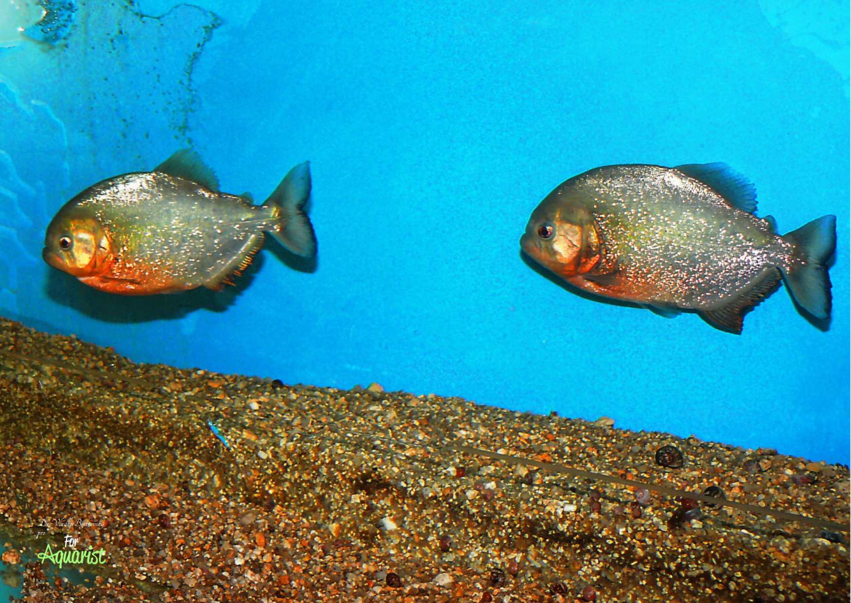 Na

začátku tření samec pronásleduje samici.