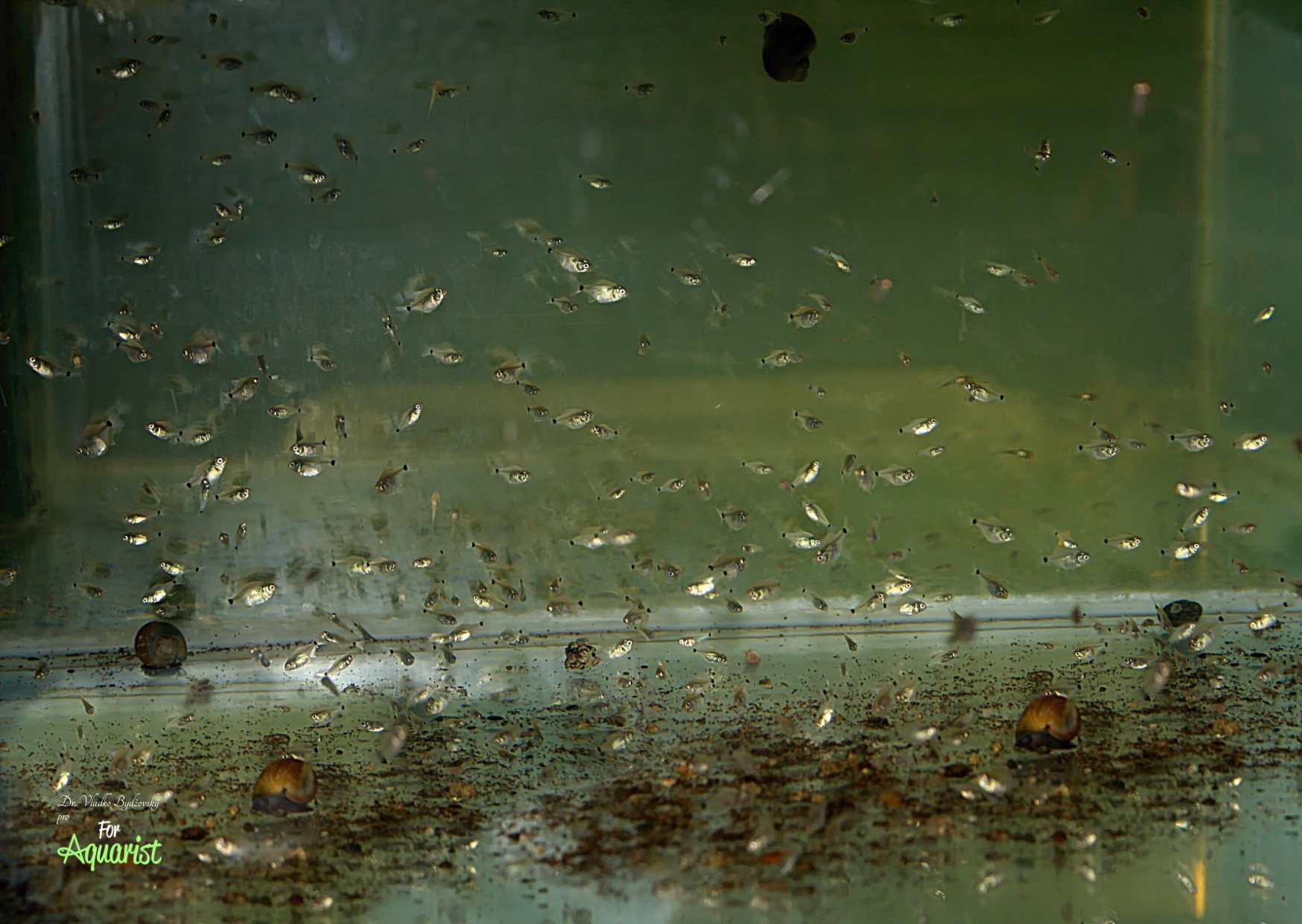 Asi měsíc staří jedinci.