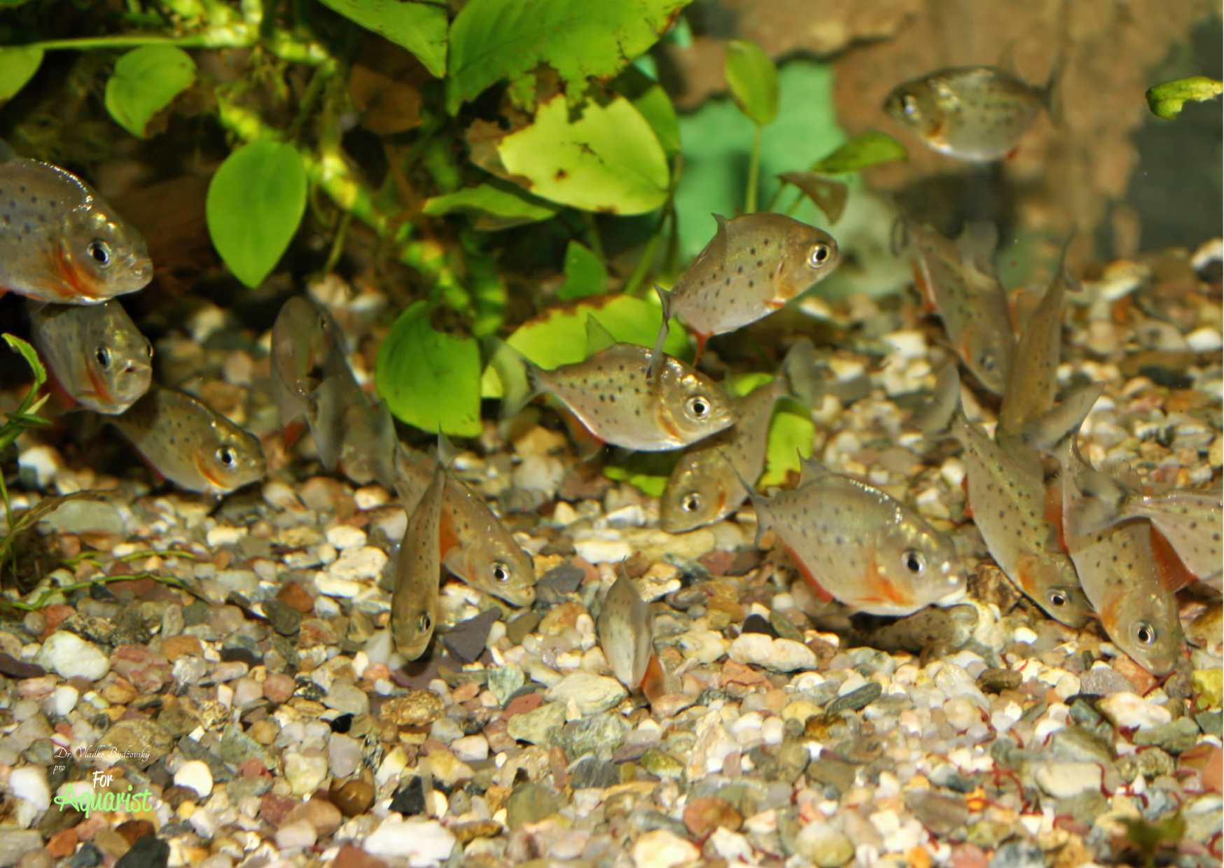 Mladí jedinci jsou tečkovaní.