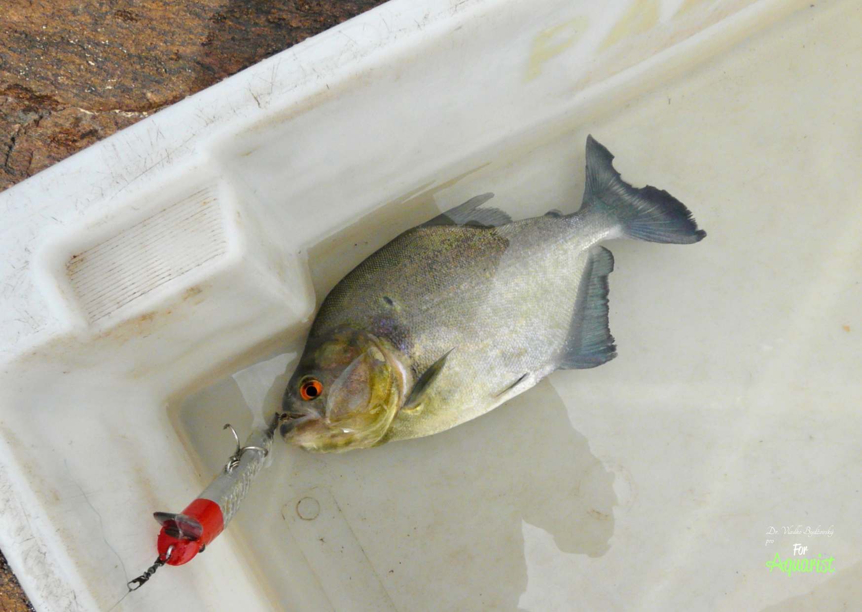 Piraně si můžete chytit i docela jednoduše do běžné sítě.