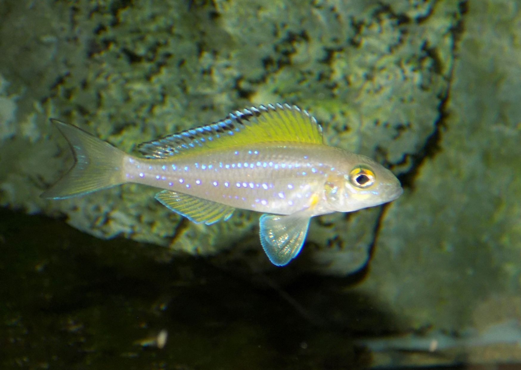 X. spilopterus Lyamembe - 5 cm 