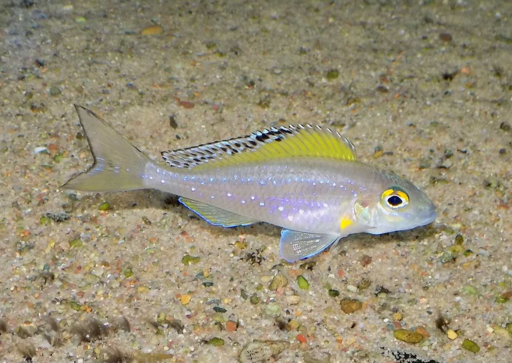 X. spilopterus Lyamembe - dorosła ryba