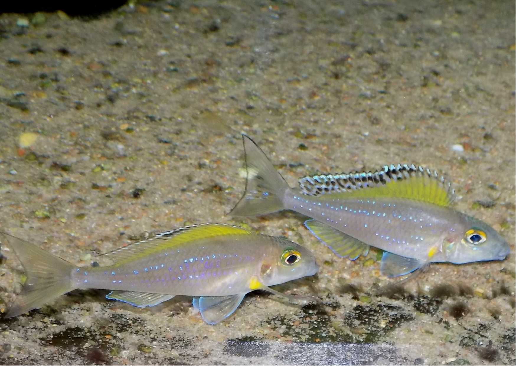 X. spilopterus Lyamembe - dorosła para imponuje sobie nawzajem.