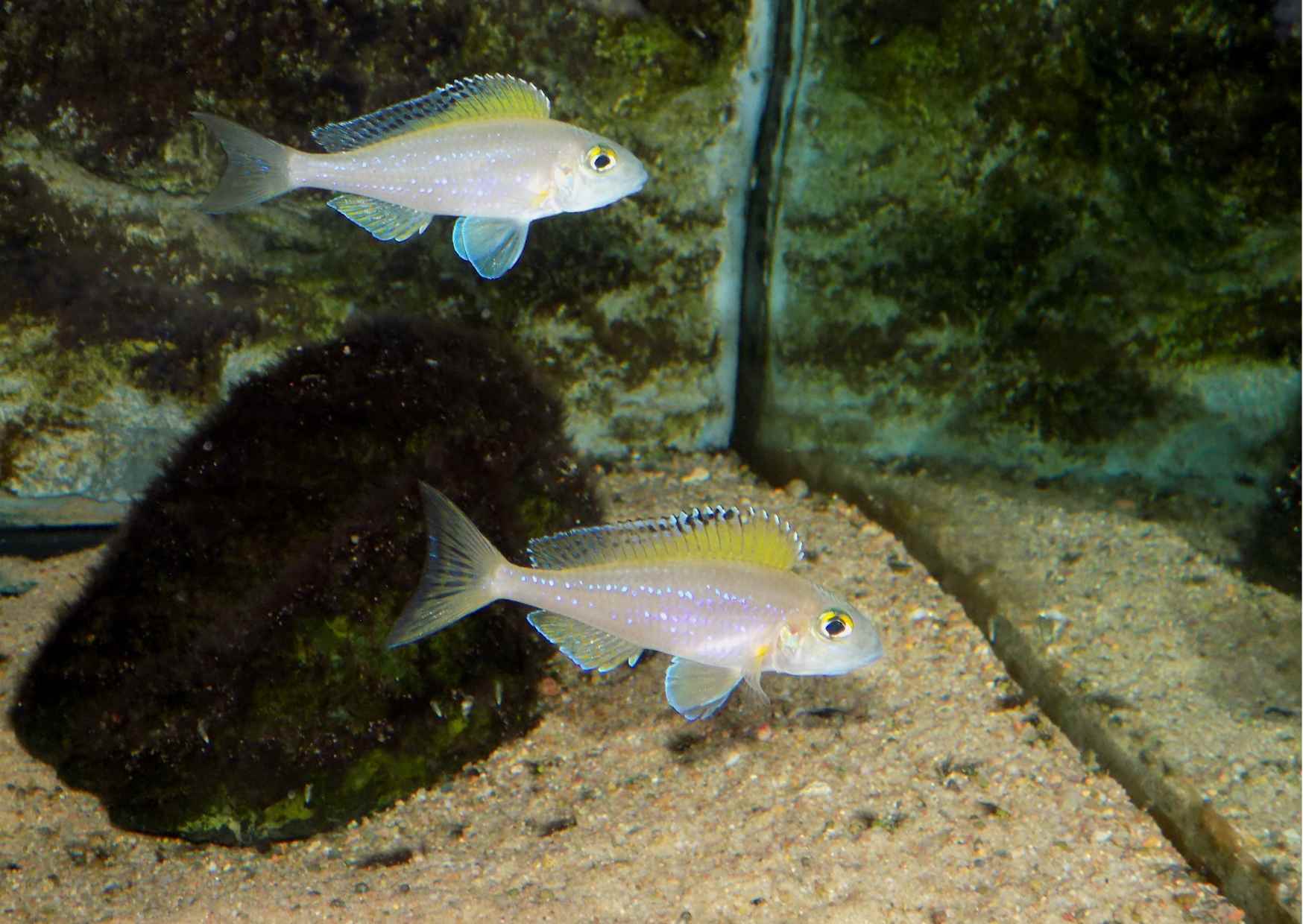 X. spilopterus Lyamembe - dorosła para, dolna ryba z pełnym workiem podgardlowym.