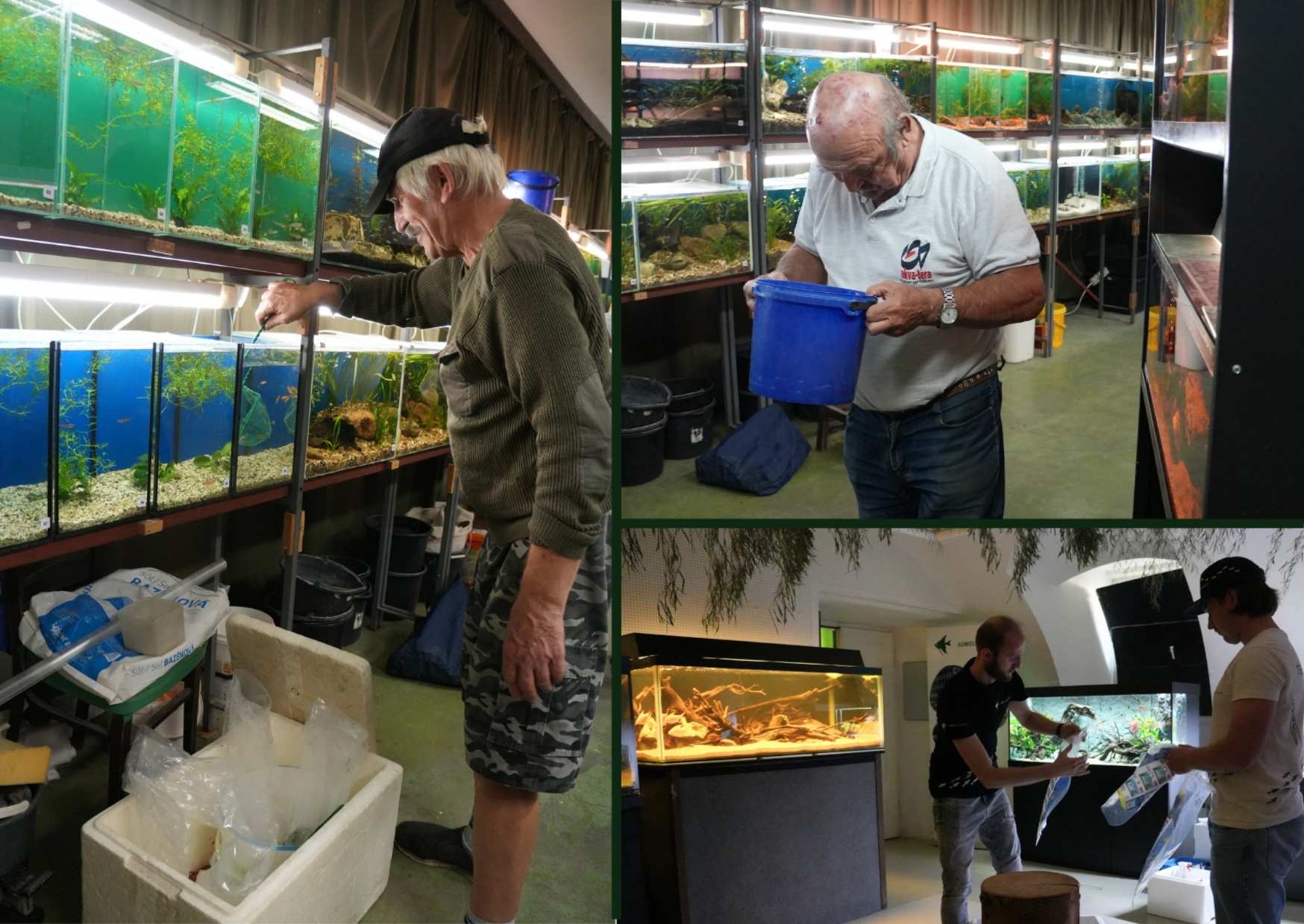 Ostatni dzień wystawy 2024 i odłowienie wystawianych ryb