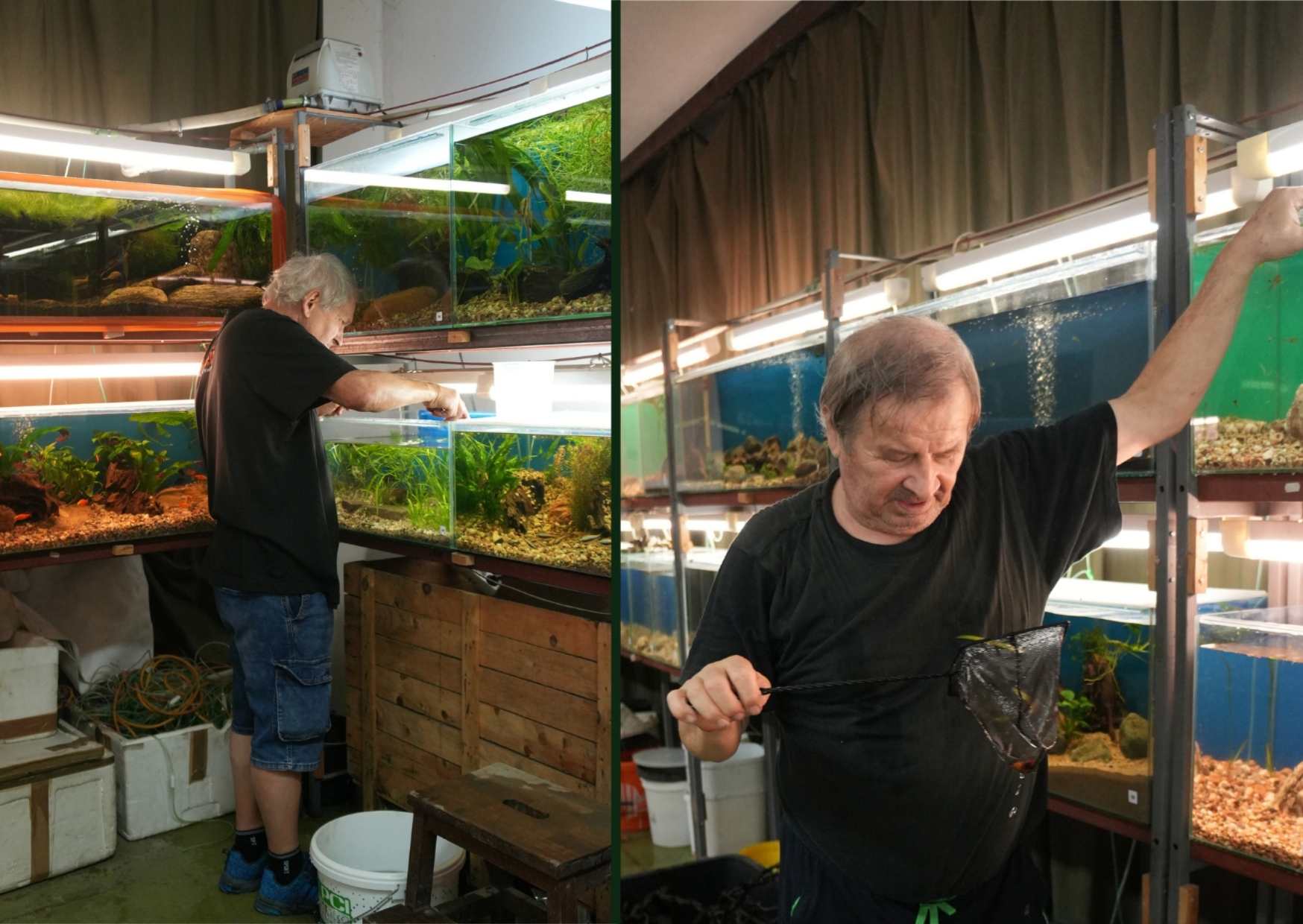 Ostatni dzień wystawy 2024 i odłowienie wystawianych ryb