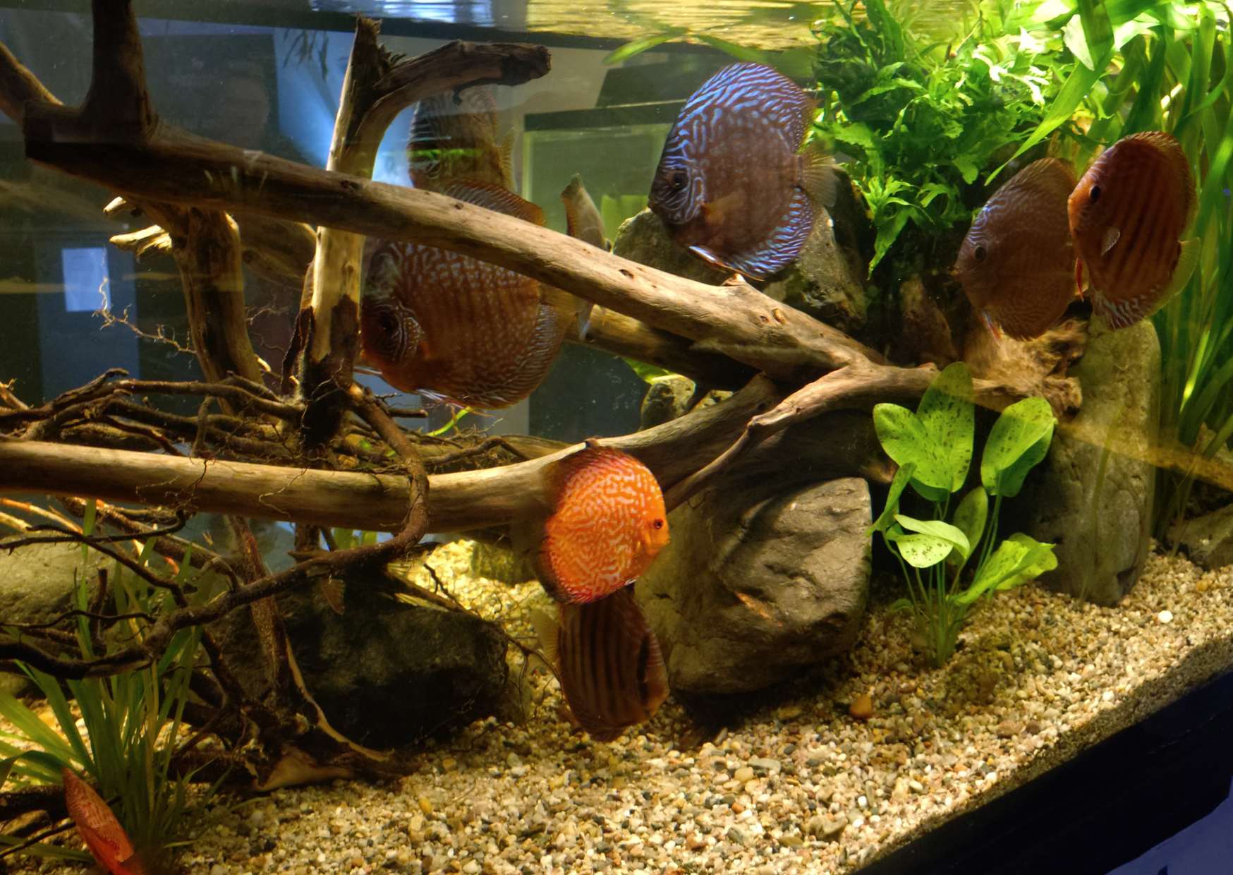 Przelotowe akwarium z paletkami