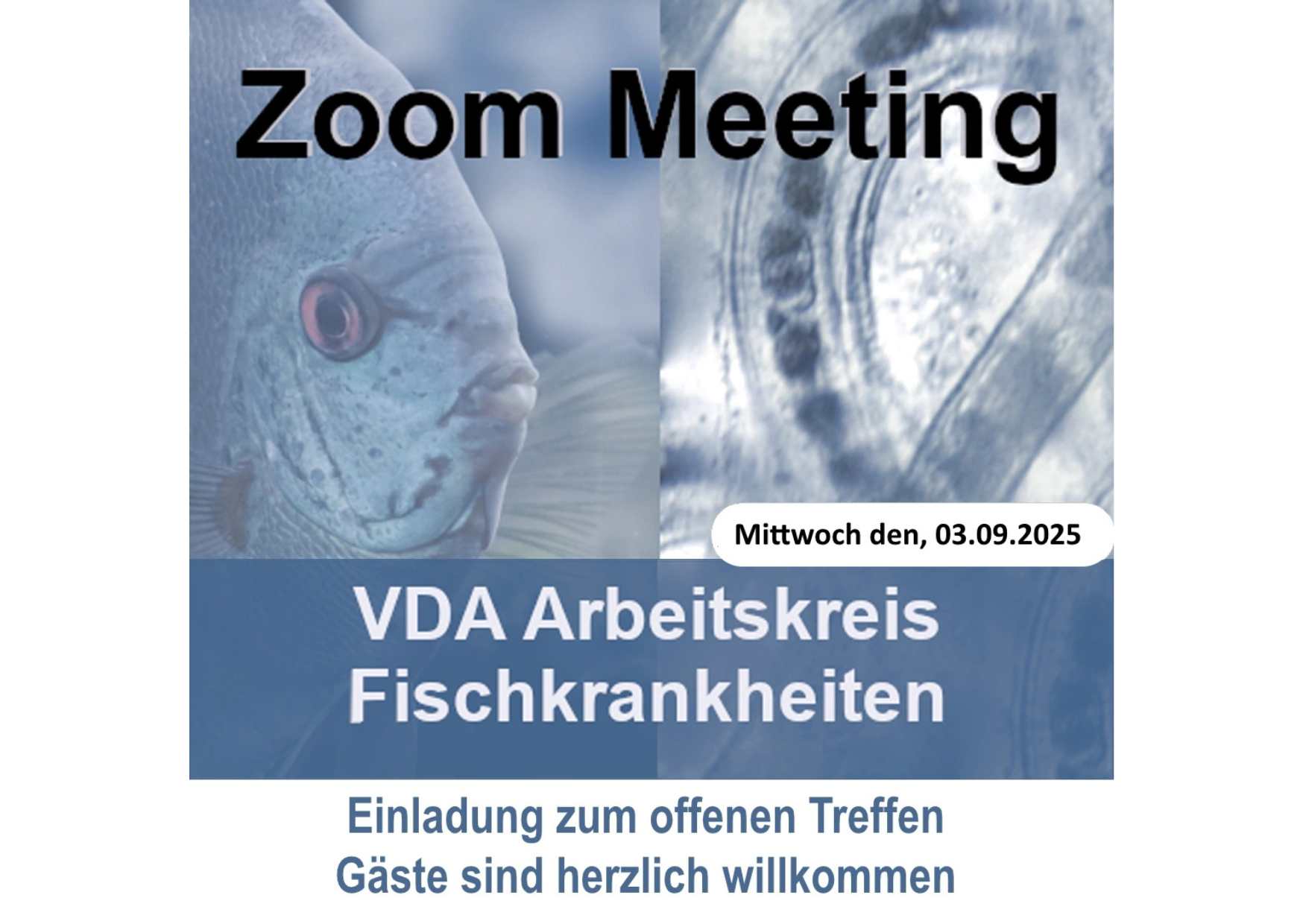 Fisch-Krankheiten: Fallstudien zu ungewöhnlichen Erkrankungen von Aquarienfischen