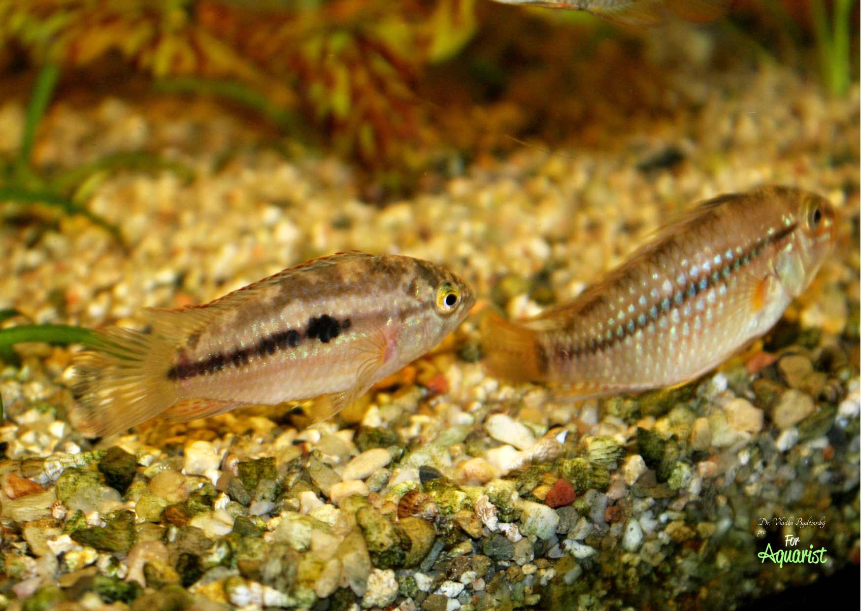 3. Začátek tření, samička pošťuchuje samečka.