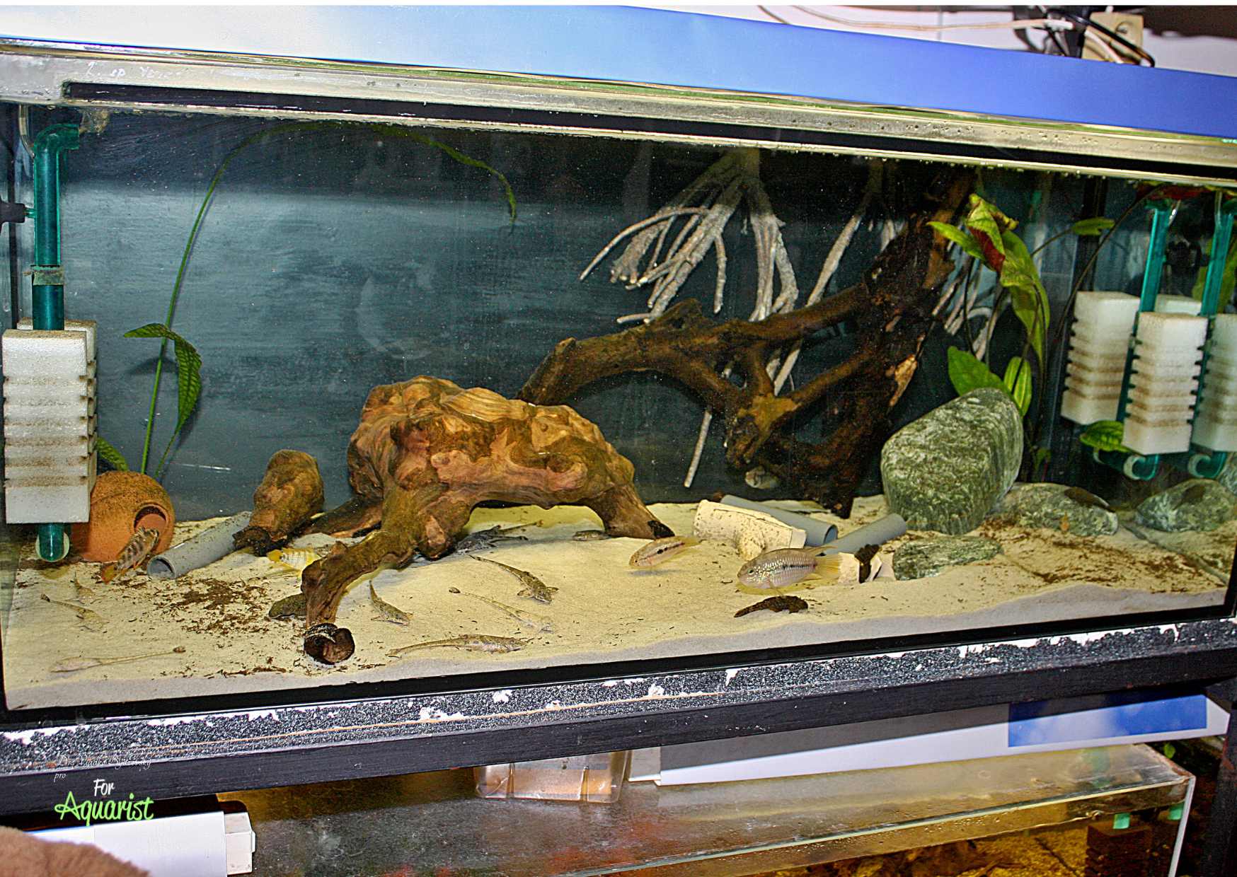 4. Jeden z příkladů, jak může fungovat společné akvárium pro akarky zlatohlavé.