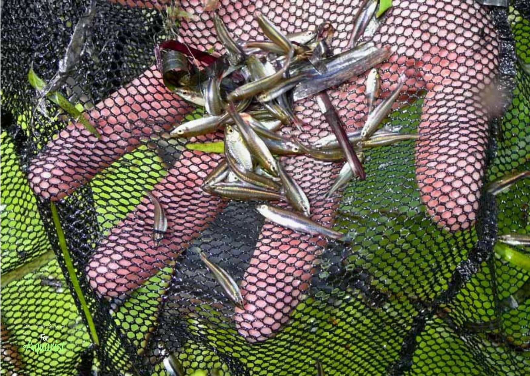 5. Společně žijí v místech výskytu četné drobnoústky. Foto Pascal Sewer.