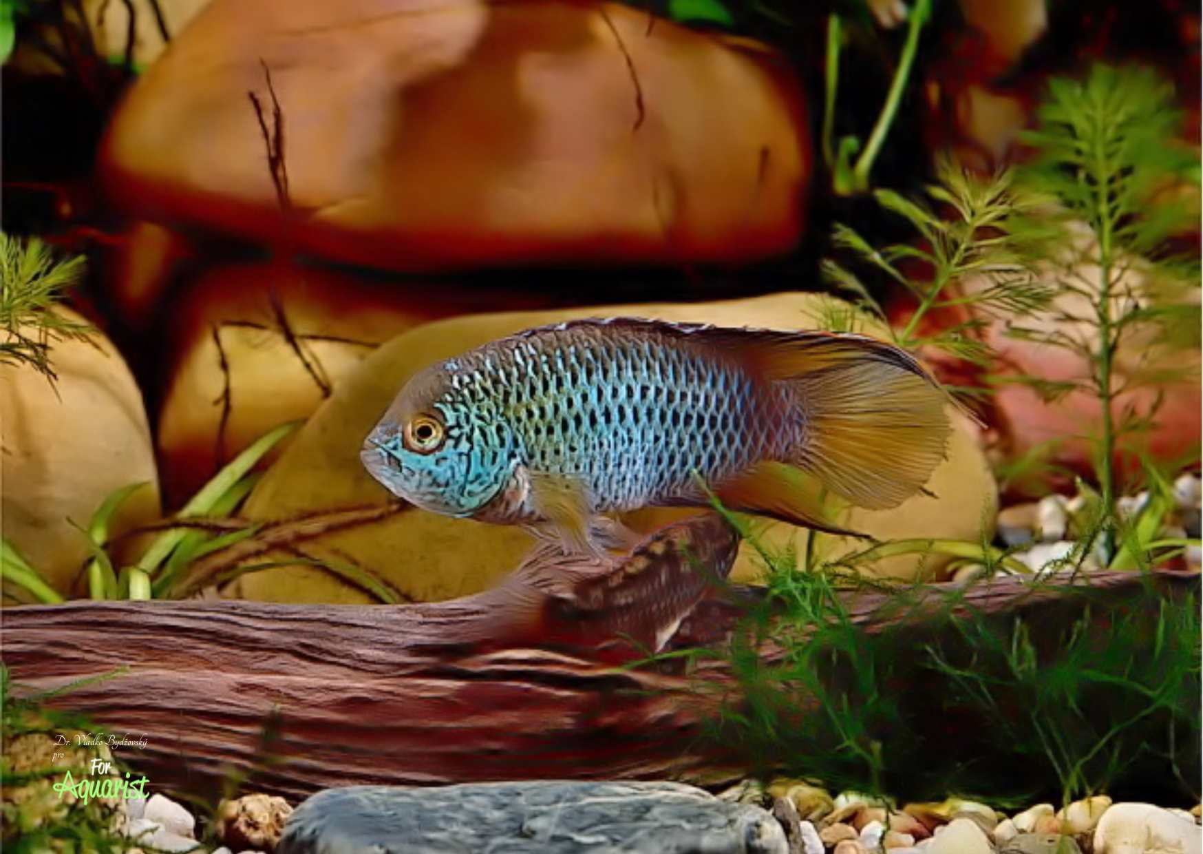 6. Častěji je u nás chována akarka zelená Nannacara anomala.