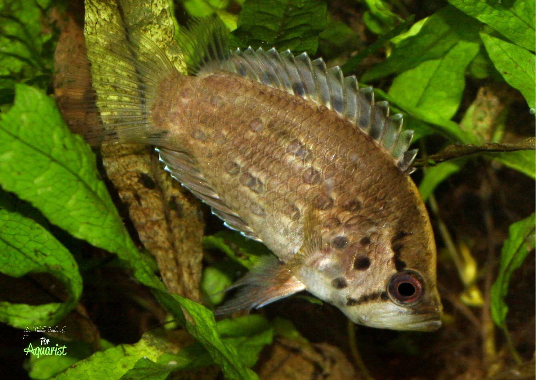 7. Společně s akarkou zlatohlavou bývá loven i Ostnáč Schomburgkův Polycentrus schomburgkii.