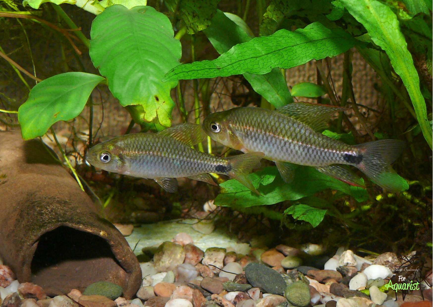 8. Velmi oblíbenou tetrou často exportovanou z Fr.Guyany je Crenuchus spilurus.