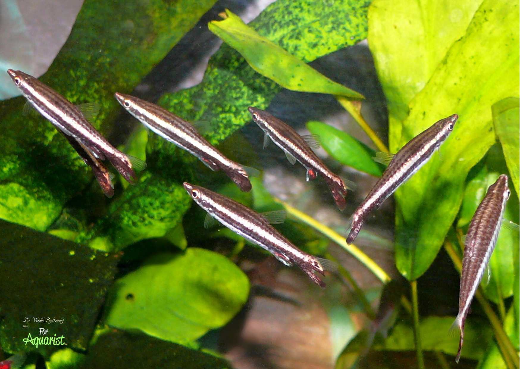 9. Povrchní vrstvy v biotopu i v akváriích obývají šikmostojky Nannostomus eques.