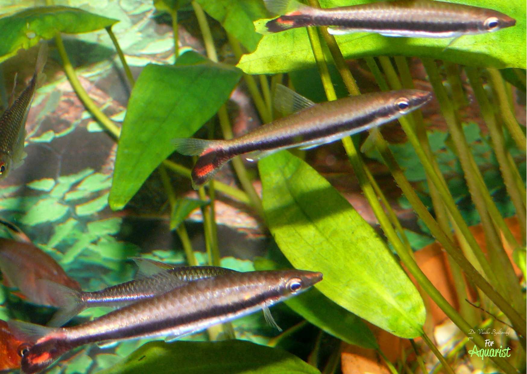 10. Další oblíbenou šikmostojkou čeledi Lebiasinidae, která je rovněž společně chytána s akarkami a většinou je importována jako příměs k jiným tetrám, je Nannostomus unifasciatus.