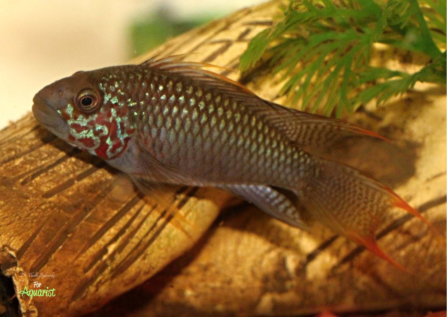 Dominujące ubarwienie samiec ma w okolicy „twarzy”, stąd nazwa „Diamond face”.