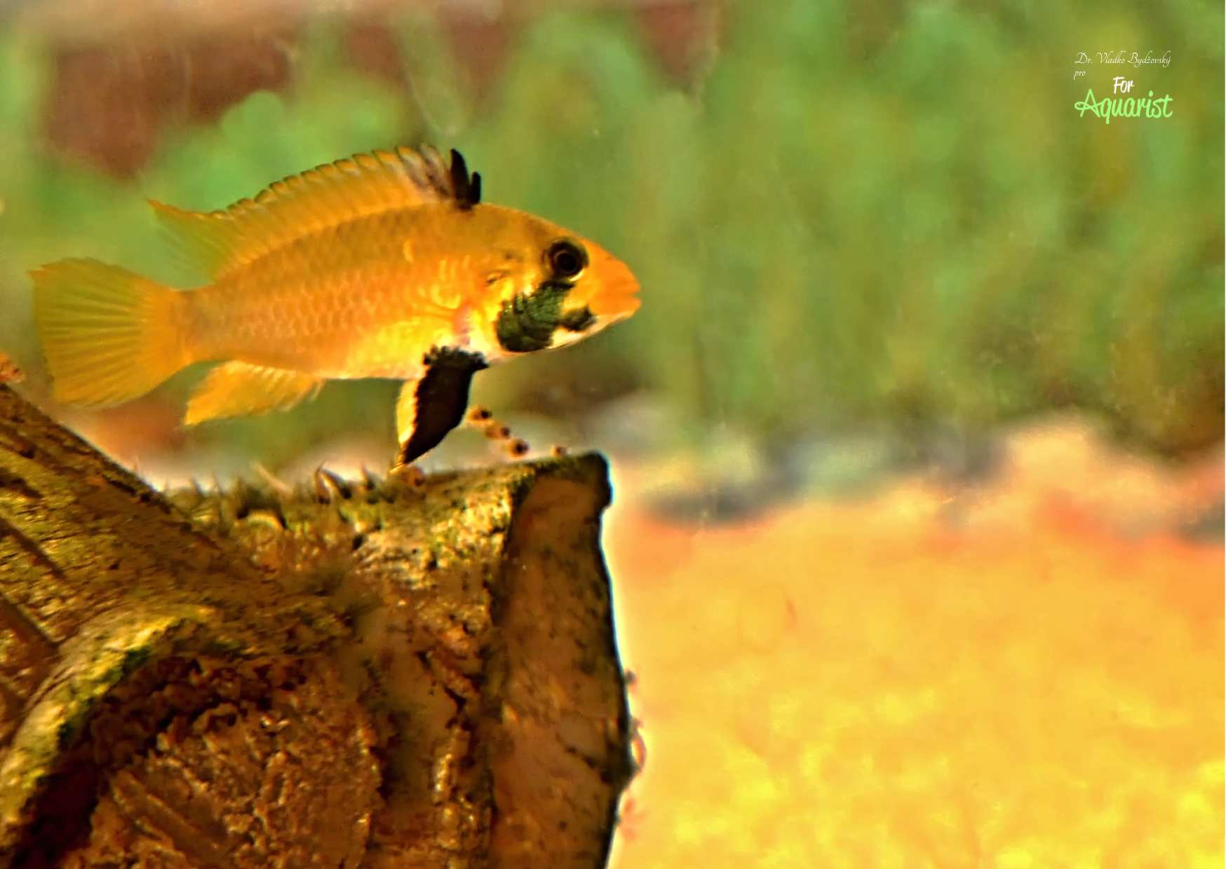 Samica jest podobna do wielu innych samic z rodzaju Apistogramma.