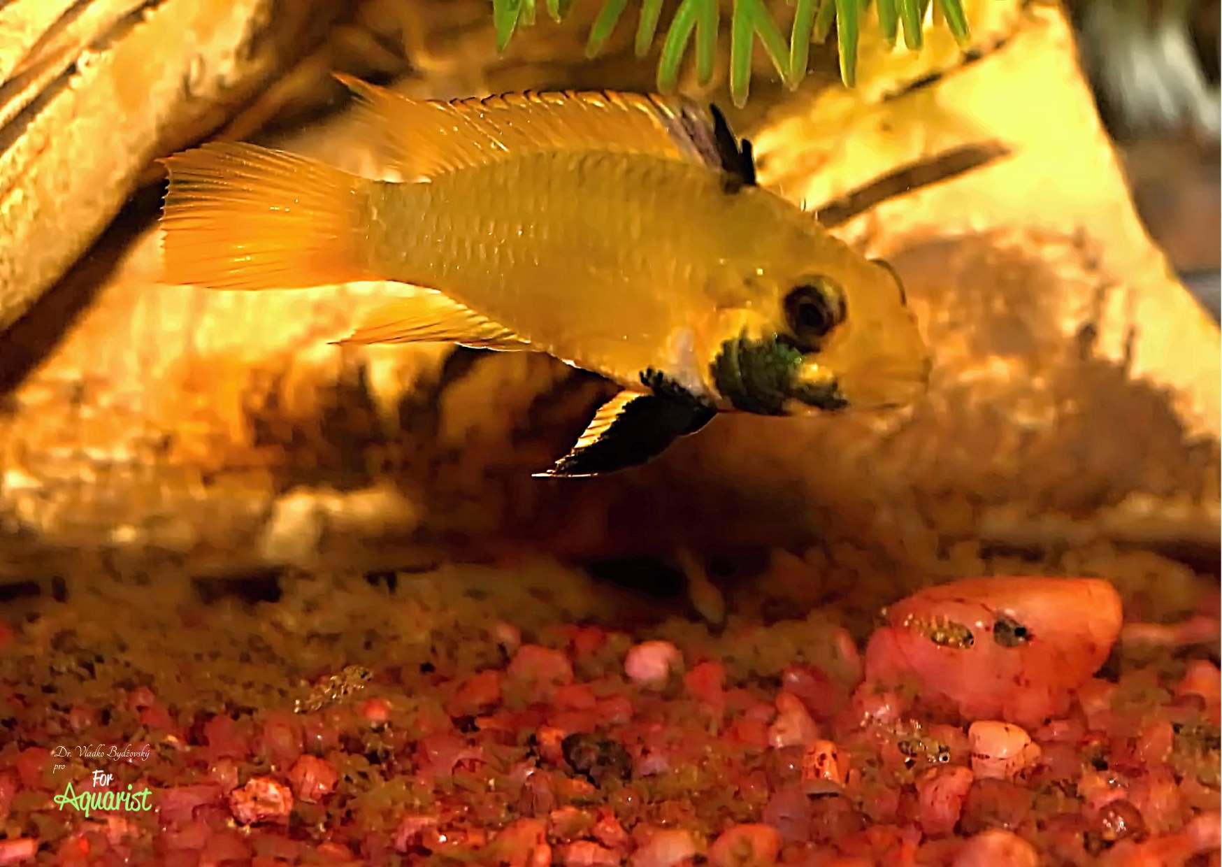 Samica wzorowo opiekuje się narybkiem. Narybek pilnowany przez samicę jest często trudny do zauważenia, ale po opuszczeniu pyska samicy już do niego nie wraca.