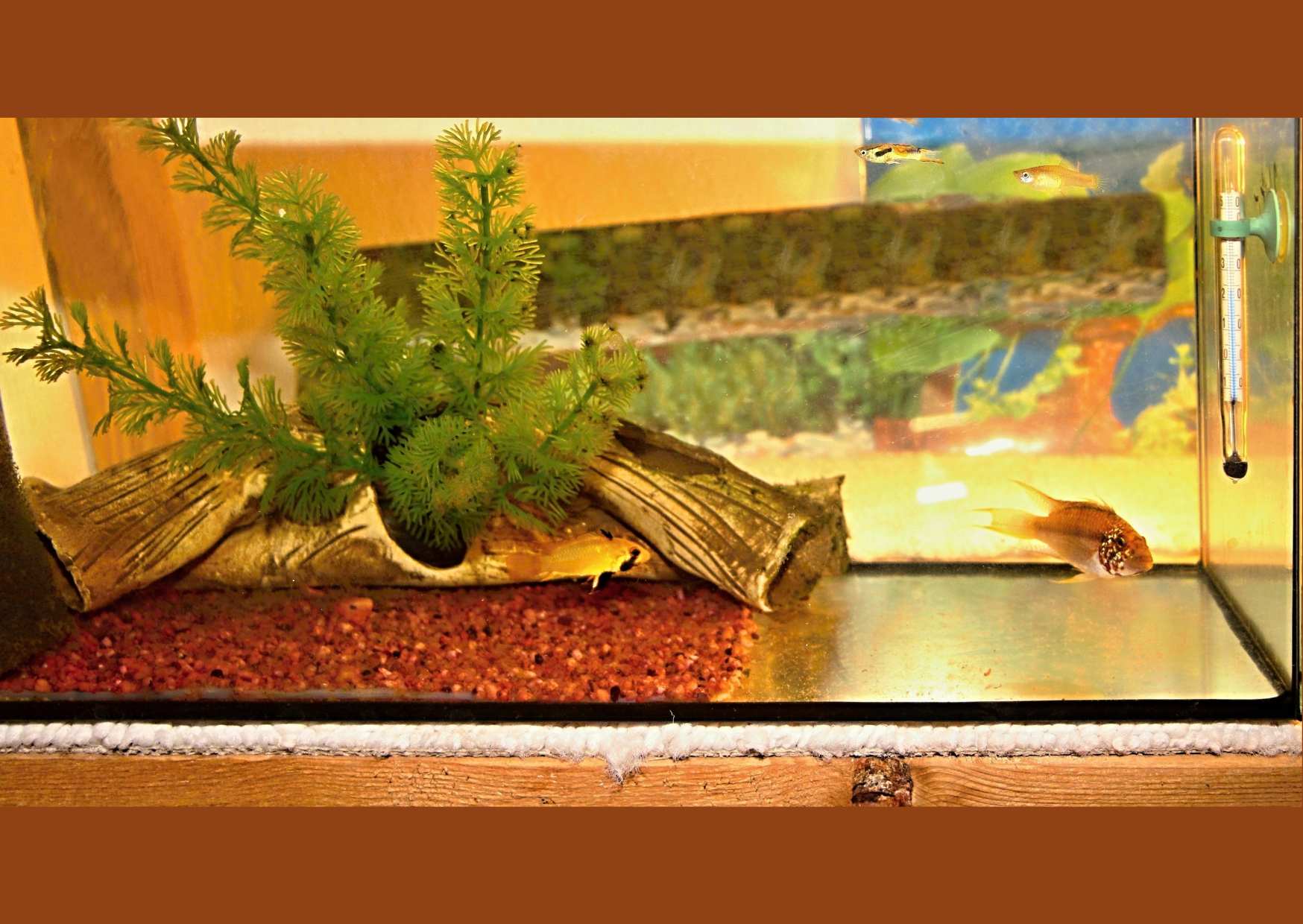 Typowy zbiornik tarliskowy dla południowoamerykańskich pielęgniczek o pojemności około 20 litrów.