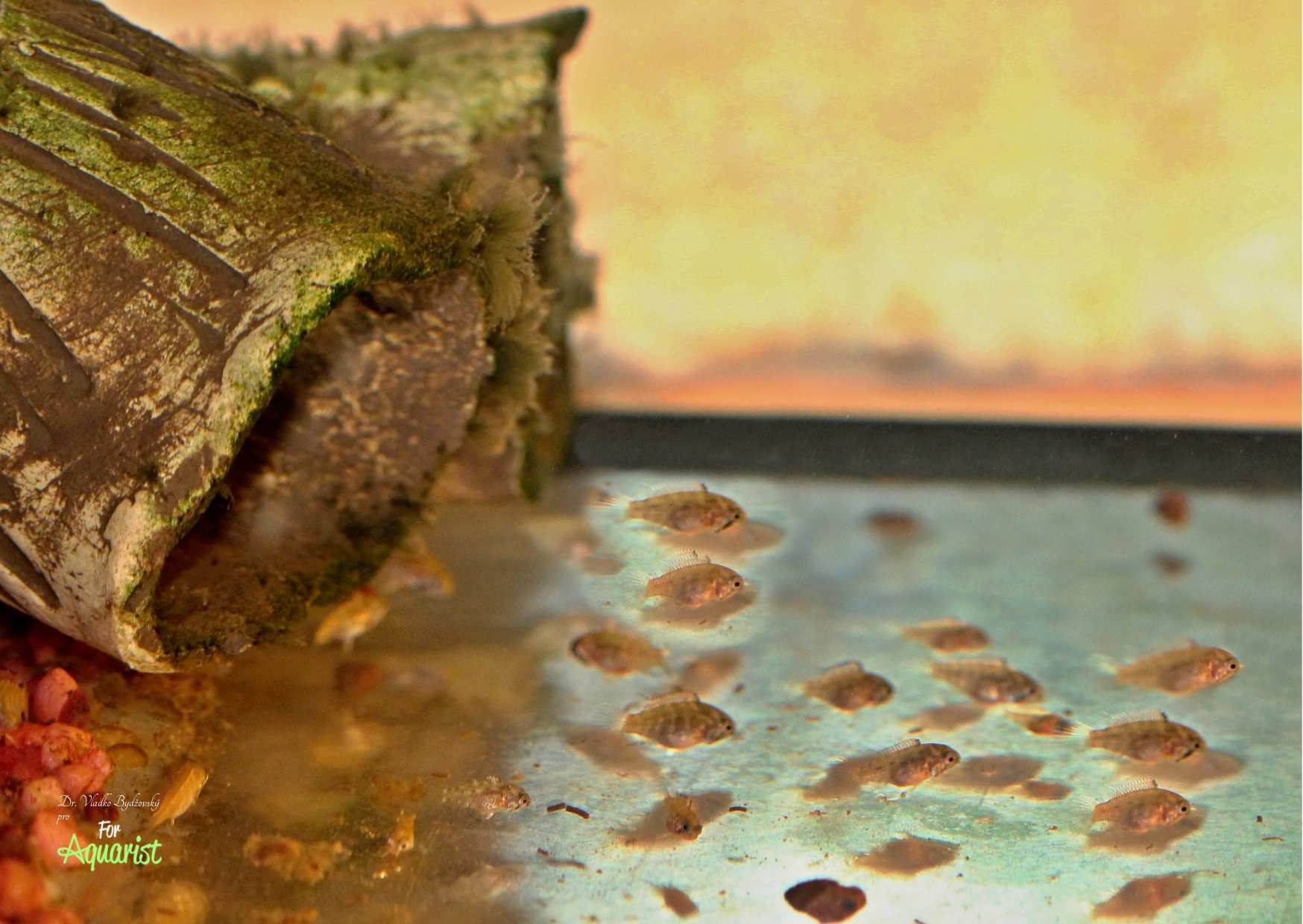 Młode rosną dość szybko, a liczba odchowanych przez samicę rybek wynosi około 20-30 z jednego tarła.