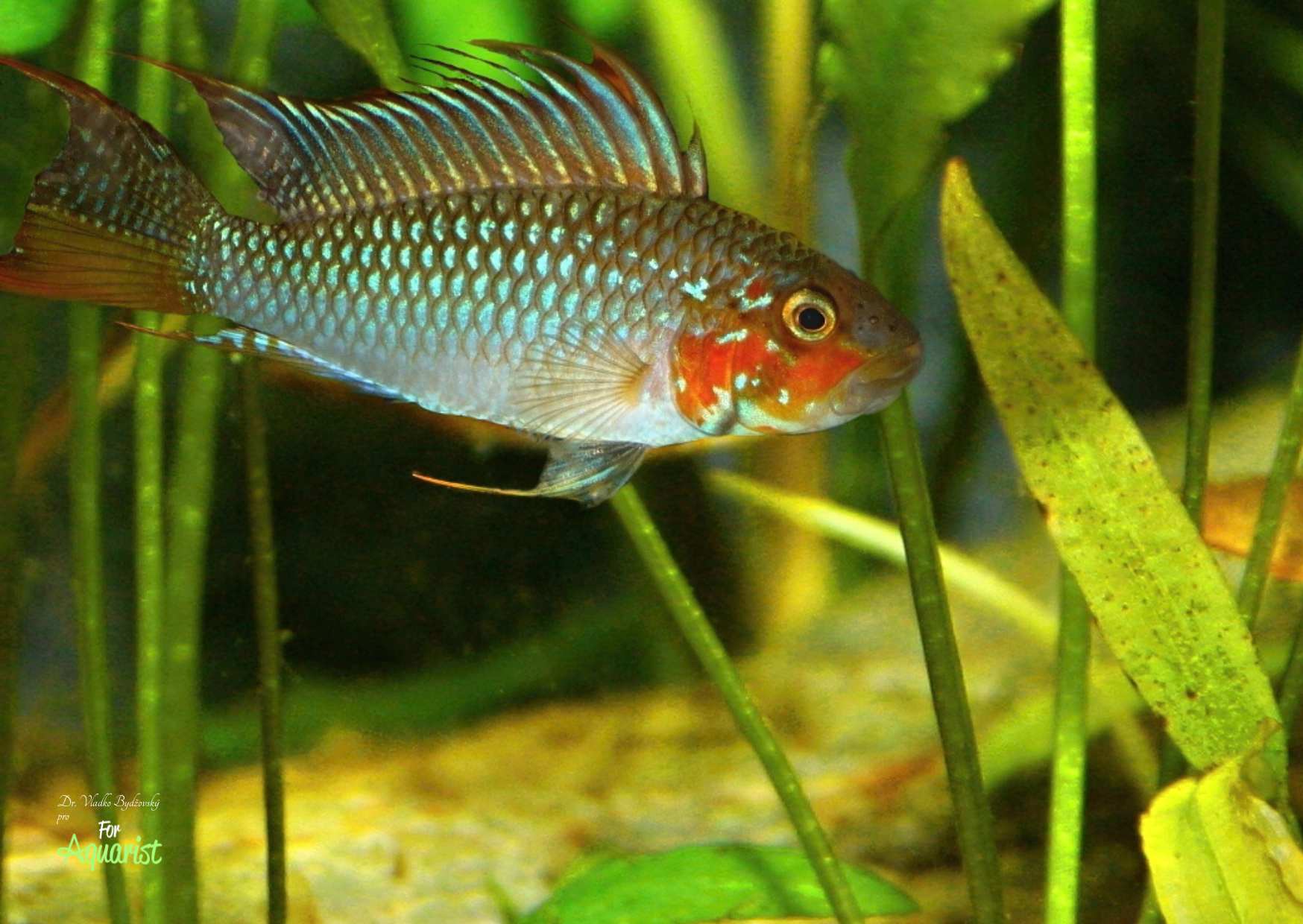 Apistogramma barlowi A 174 pochodzi z peruwiańskiego departamentu Loreto, z dorzecza rzeki Ampiyacu. Żyje tam w małych strumieniach, takich jak El Pozo, które rdzenni mieszkańcy nazywają „igarapé”. Znamy to również w przypadku neonki czerwonej. Na zdjęciu przedstawiono formę czerwoną. W miejscu występowania jest często łowiona razem z A. agassizii. Samce osiągają do 6 cm, a samice do 4-4,5 cm. Jest to jak dotąd jedna z dwóch znanych pielęgniczek gębowych. Handlarze i hodowcy pielęgniczek znają ją jako A.sp. „Maulbrüter” lub A.sp. „Glaser” używane dla wariantu czerwonego, lub A.sp. „Hauswel”, które jest używane dla wariantu białego. W Niemczech jest również znana jako „Brustband-Apistogramma”, ale także jako Apistogramma sp. „Red Face” lub A.sp. „Lidstrich”.