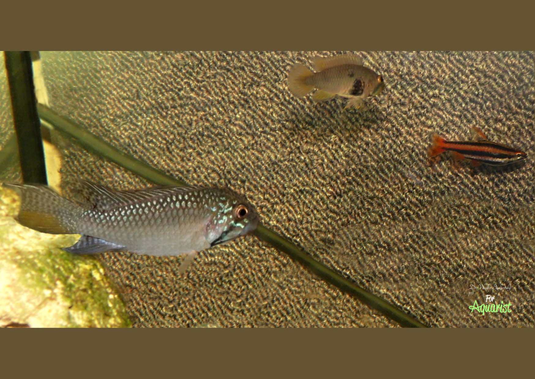 Apistogramma barlowi wariant biały, czasem także A.sp. Hauswel. Bardzo dobrym pomysłem jest umieszczenie w towarzystwie tych pielęgniczek drobniczek, w naszym przypadku drobniczki purpurowej Nannostomus mortenthaleri.