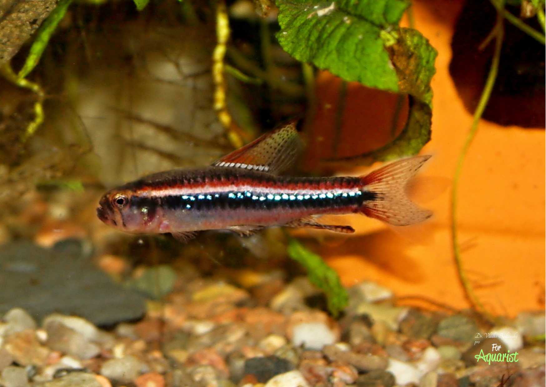An adult male Weitzman's tetra.