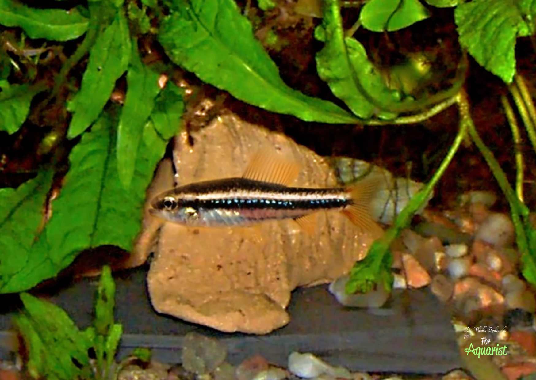 An adult female Poecilocharax weitzmani.