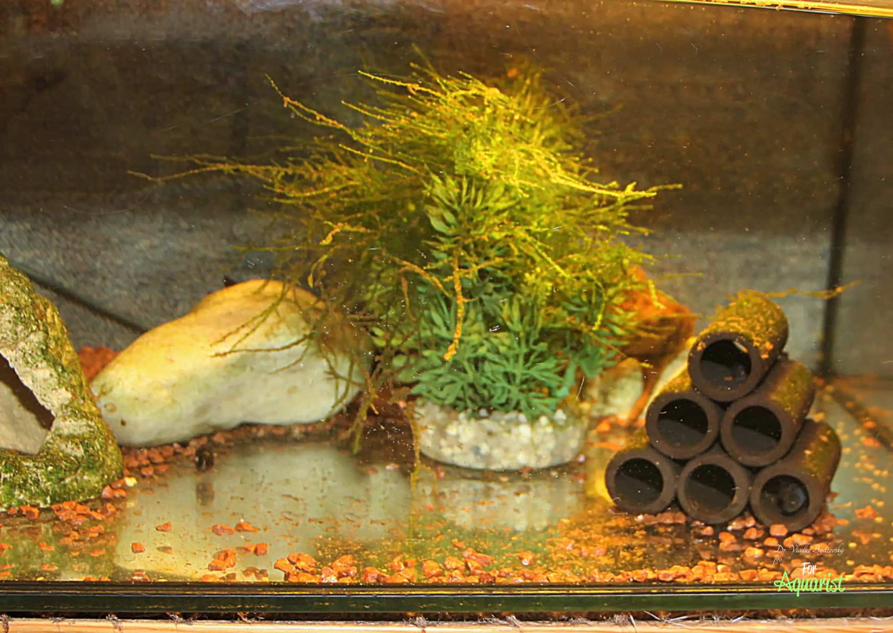 A 40-liter breeding tank.