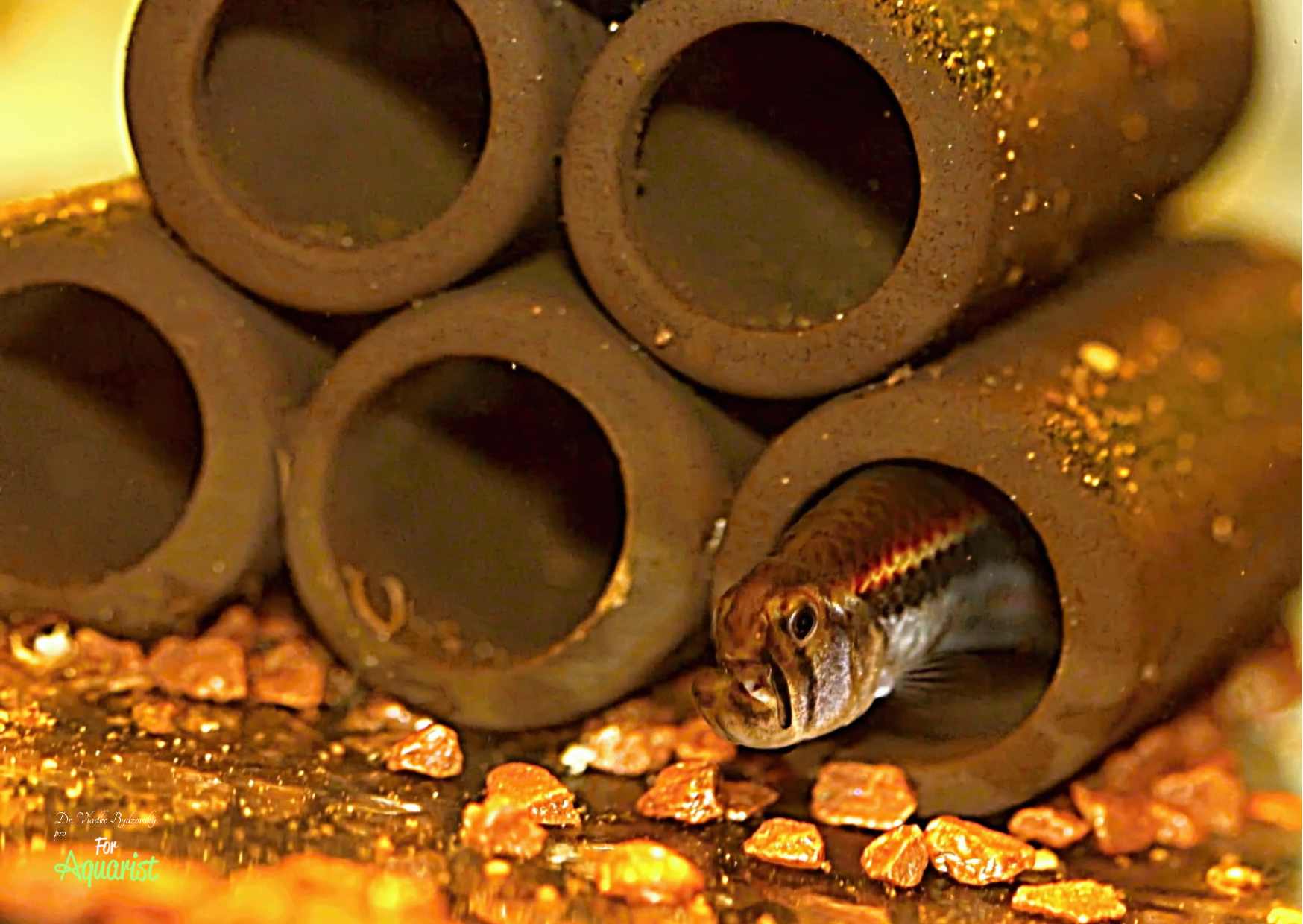 The male Weitzman's tetra is hidden in a shelter for most of the day.