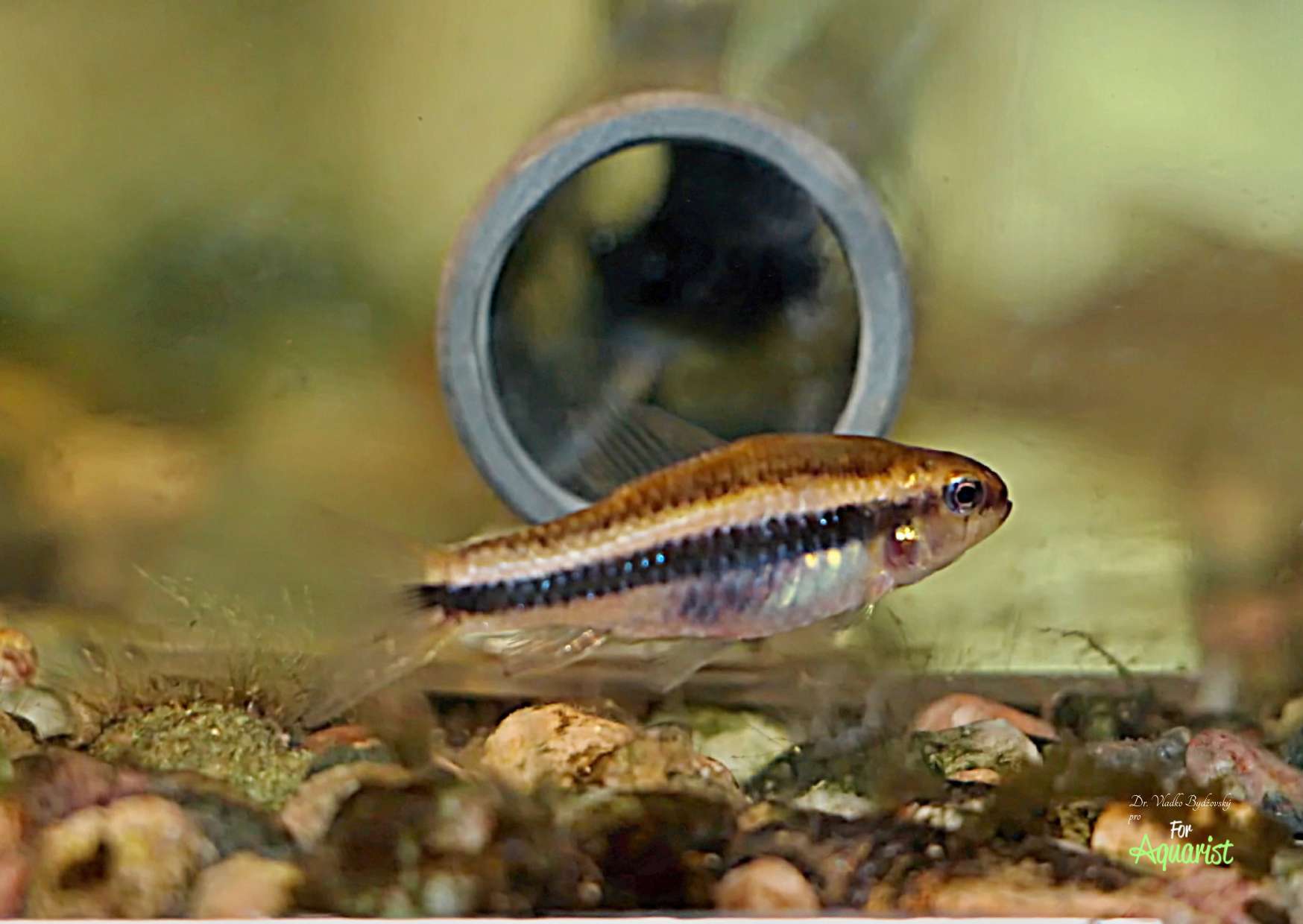 A female that is well-prepared for spawning will stand in front of the spawning tube for several hours before spawning begins.