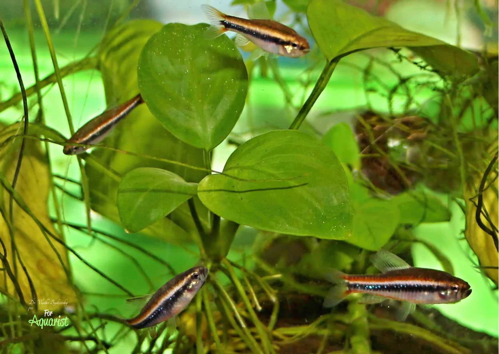 It's ideal to keep one male with several females.