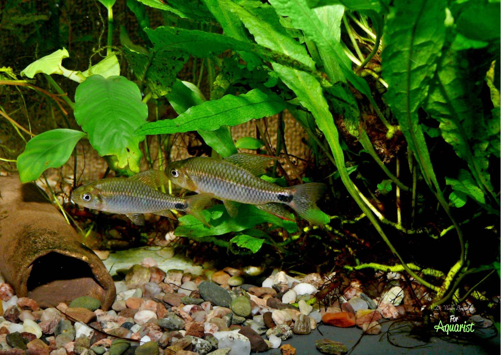 The family Crenuchidae also includes Crenuchus spilurus.