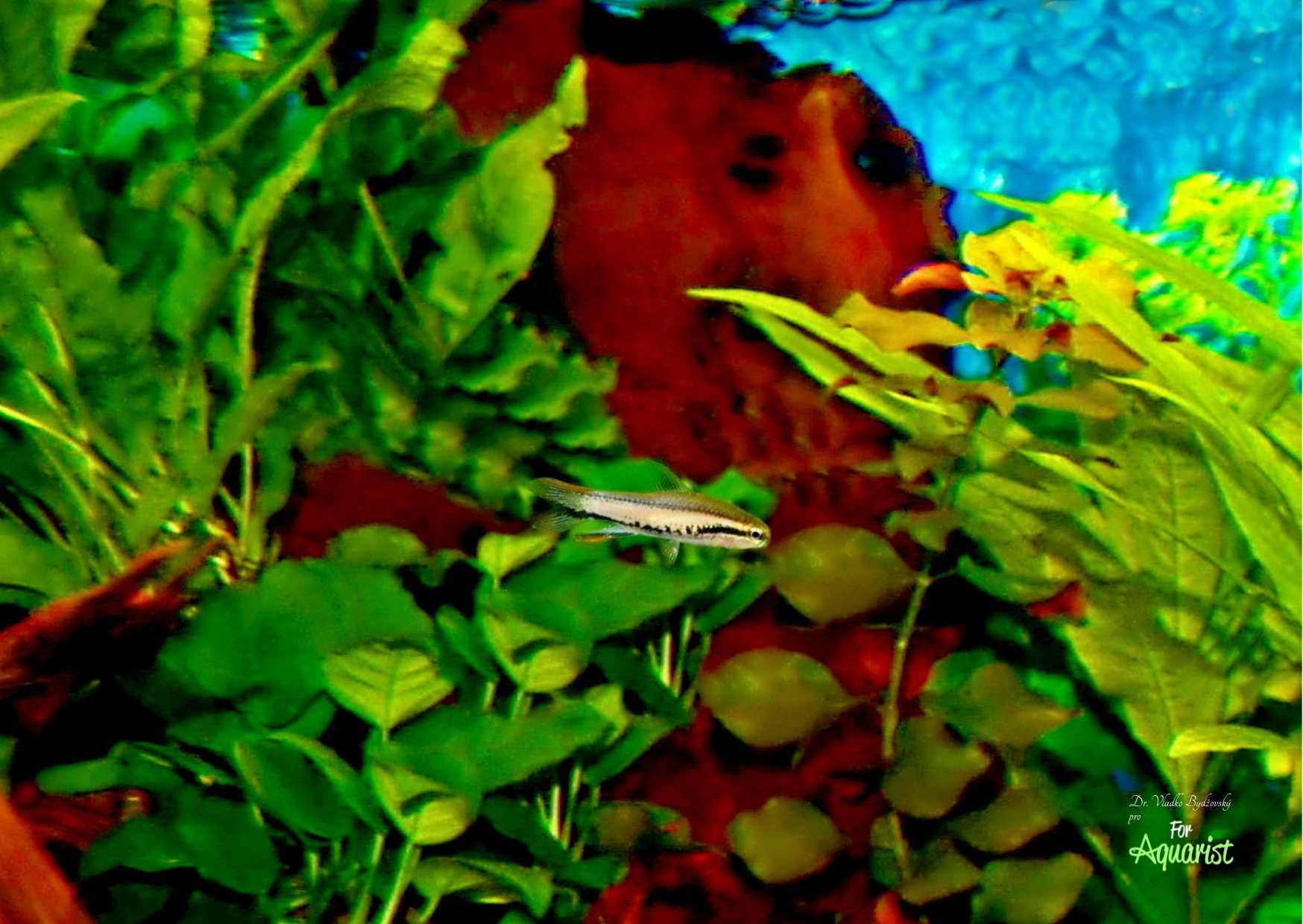 Poecilocharax bovali is an extreme rarity that the author was able to photograph at a colleague's during his work stay in the Netherlands.