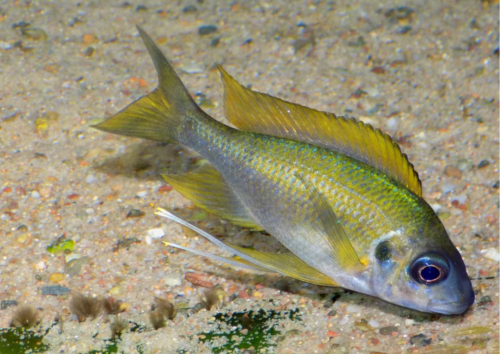 Ophalmotilapia nauta Isinga mechově zelený samec