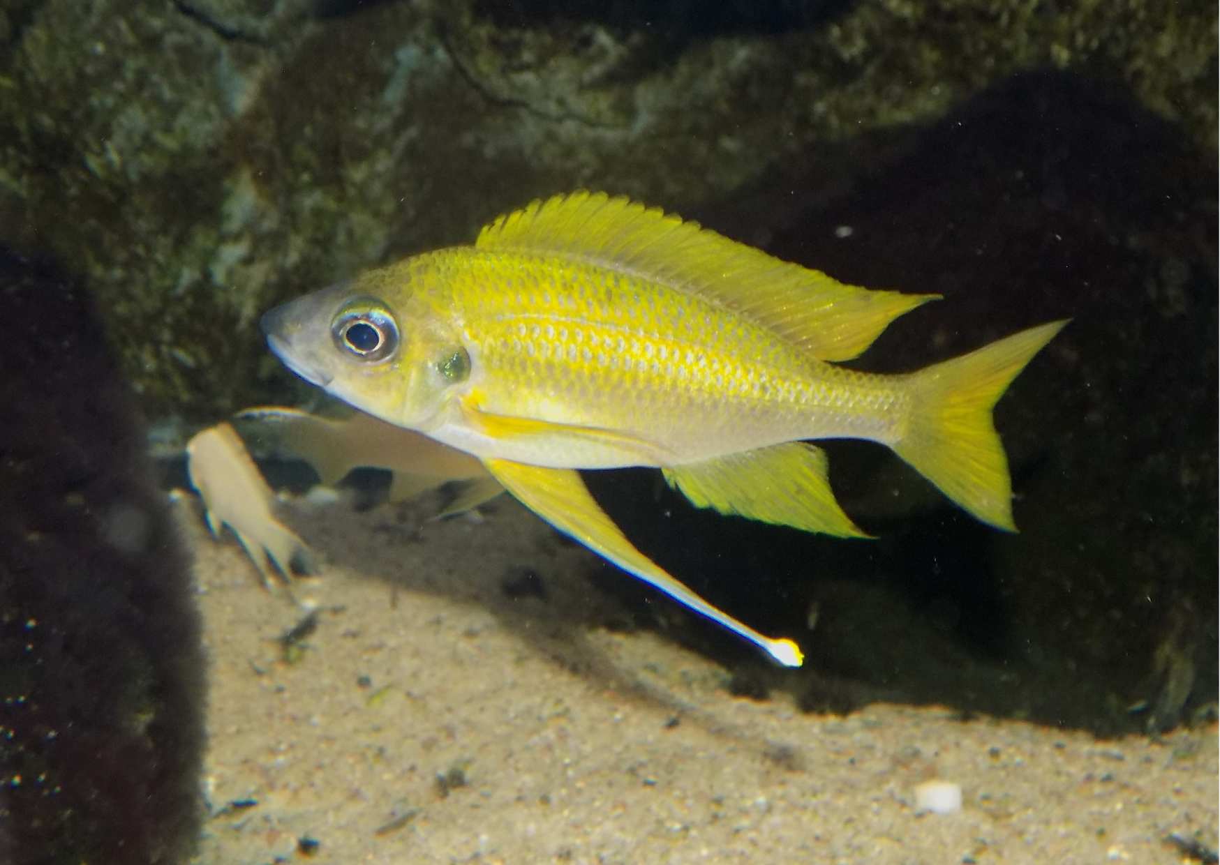 Ophalmotilapia nasuta Isinga zlatý samec