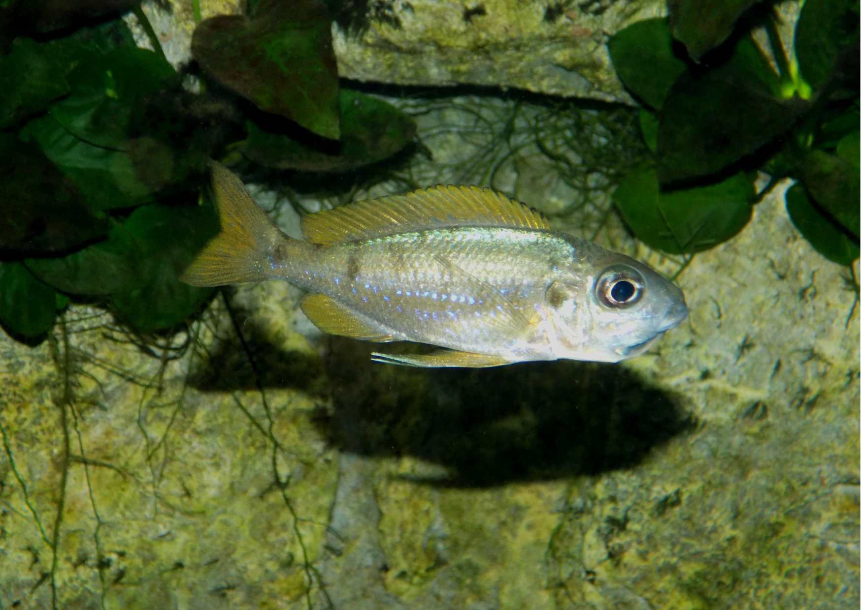 Ophalmotilapia nasuta Isinga mladá rybka