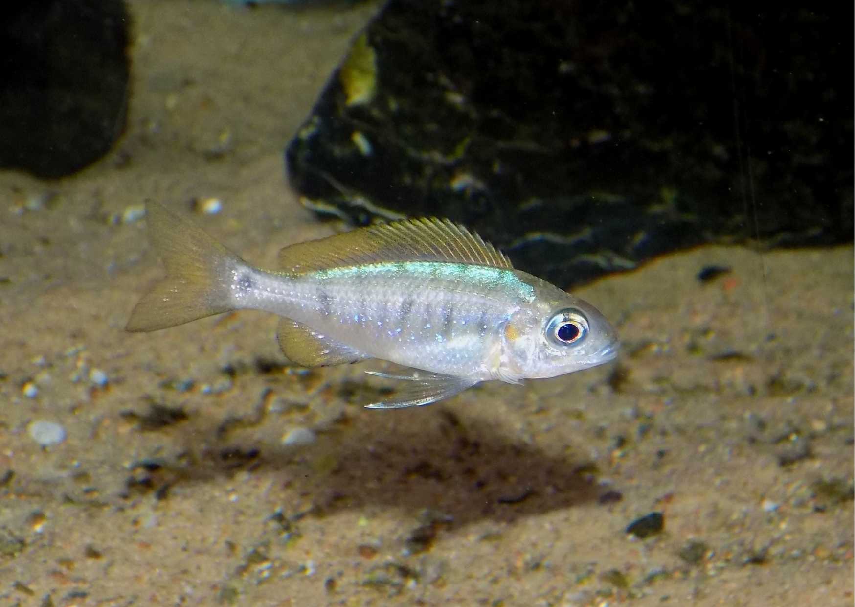 Ophalmotilapia nasuta Isinga nosící samice